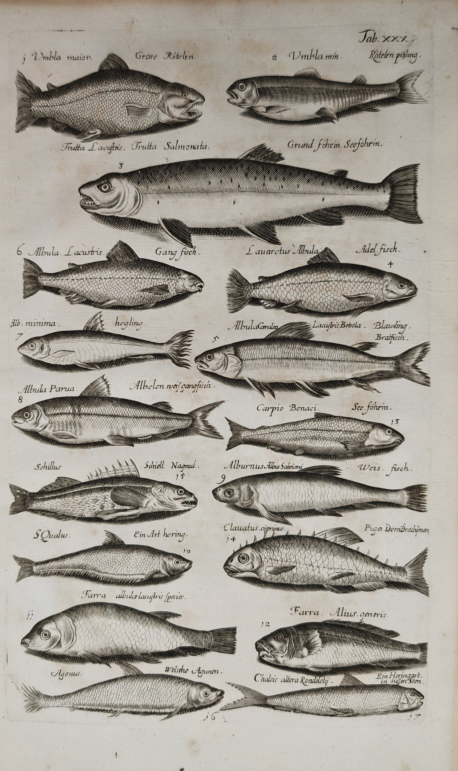 Jan Jonston – Freshwater Fish and Trout – Engraving (17th Century) (1 of 2)