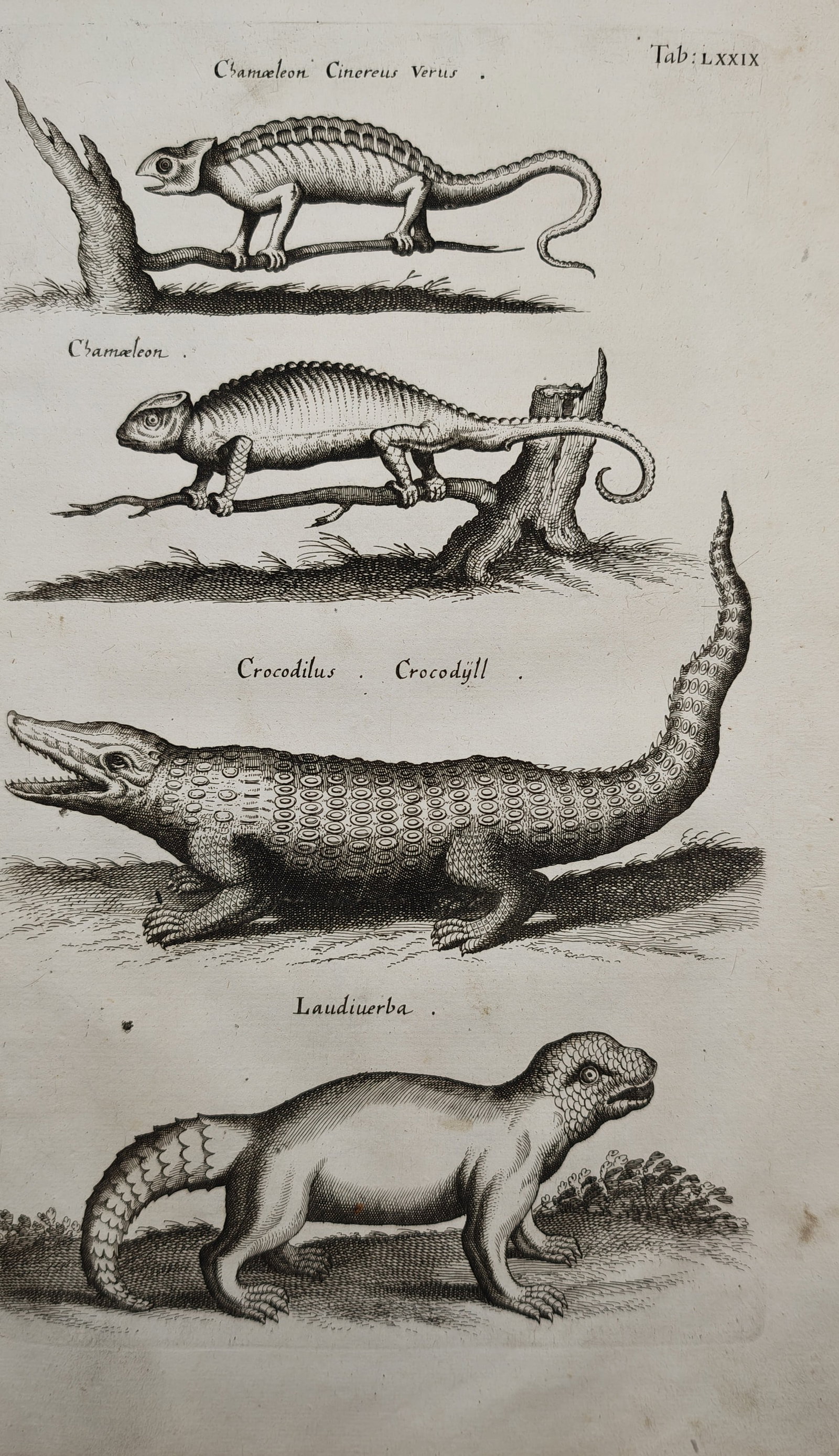 Jan Jonston – Chameleons and Crocodiles – Engraving (17th Century) (1 of 2)
