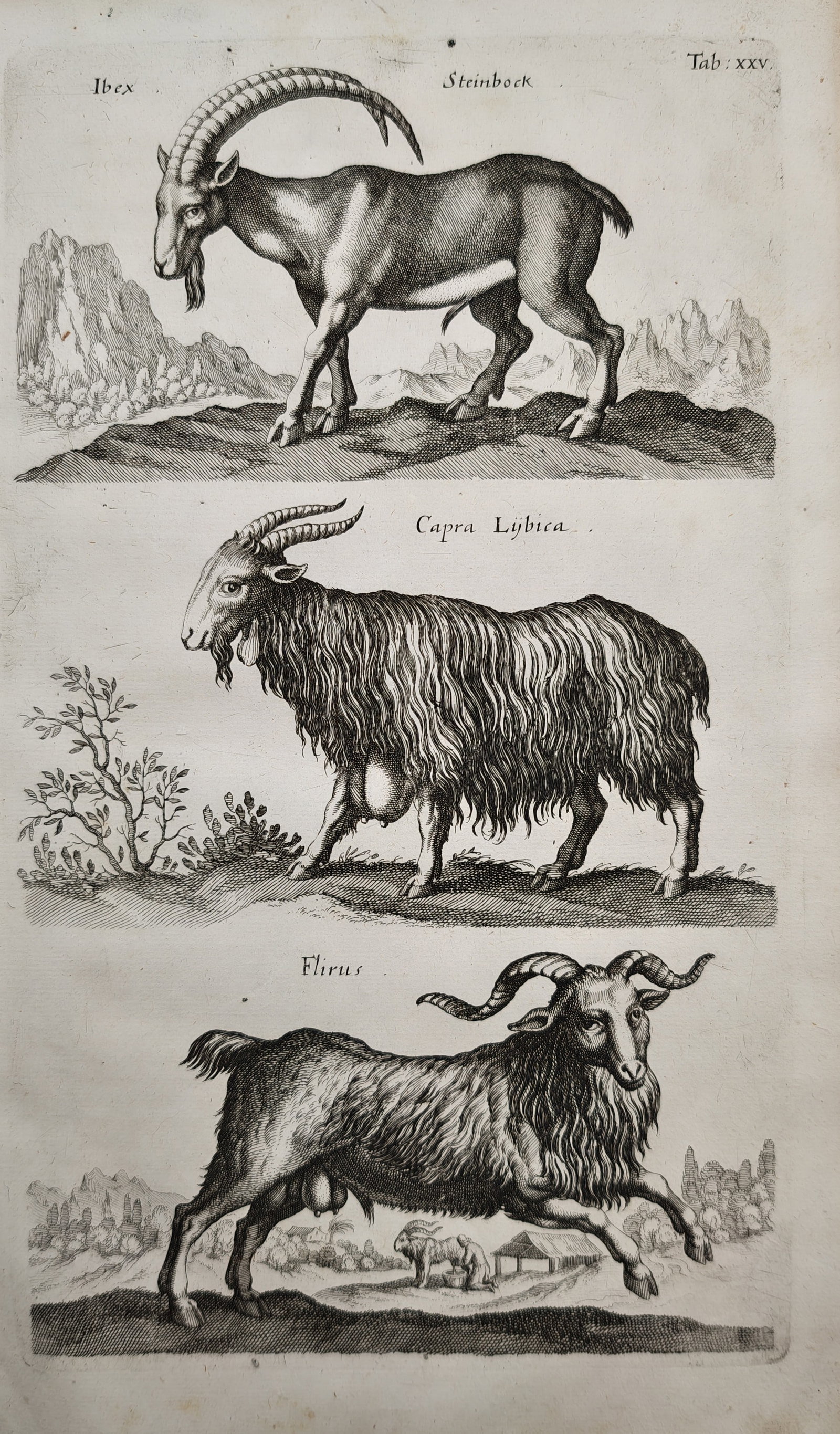 Jan Jonston – Ibex and Wild Goats – Engraving (17th Century) (1 of 2)