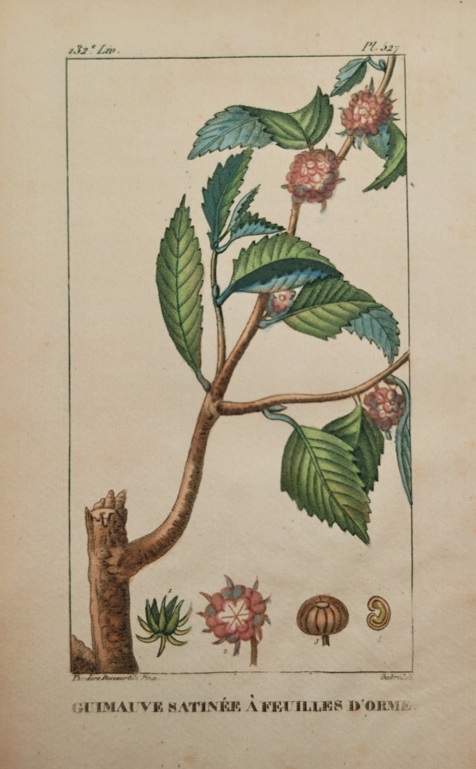 Jean Theodore Descourtilz – Elm Leaved Satin Marshmallow – Engraving (19th Century): "Guimauve Satinee a Feuilles d'Orme" This botanical illustration depicts a woody stem featuring serrated green leaves, pinkish flower clusters, and several dissected seed and floral elements along the