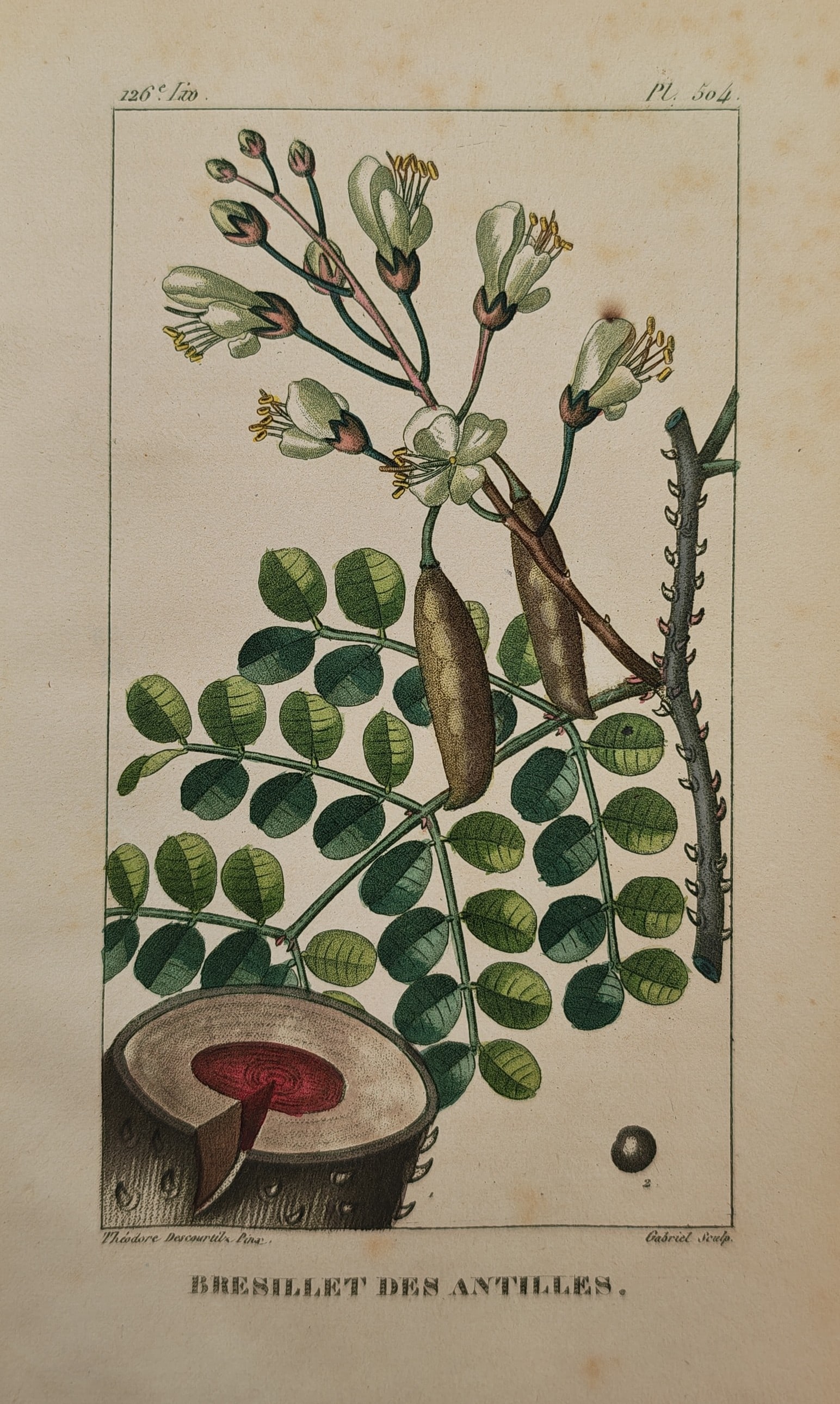 Jean Theodore Descourtilz – Brazilwood of the Antilles – Engraving (19th Century) (1 of 2)