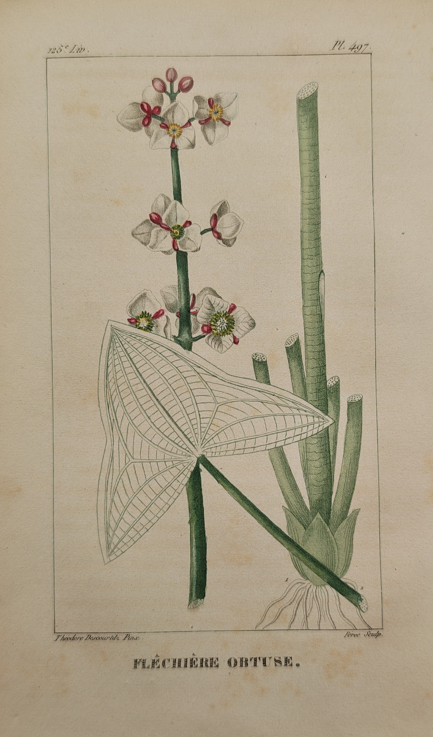 Jean Theodore Descourtilz – Obtuse Arrowhead – Engraving (19th Century): "Flechiere Obtuse" This botanical illustration depicts a wetland plant structure featuring a tall vertical stalk adorned with white three petaled flowers, a prominently detailed arrowhead shaped leaf,