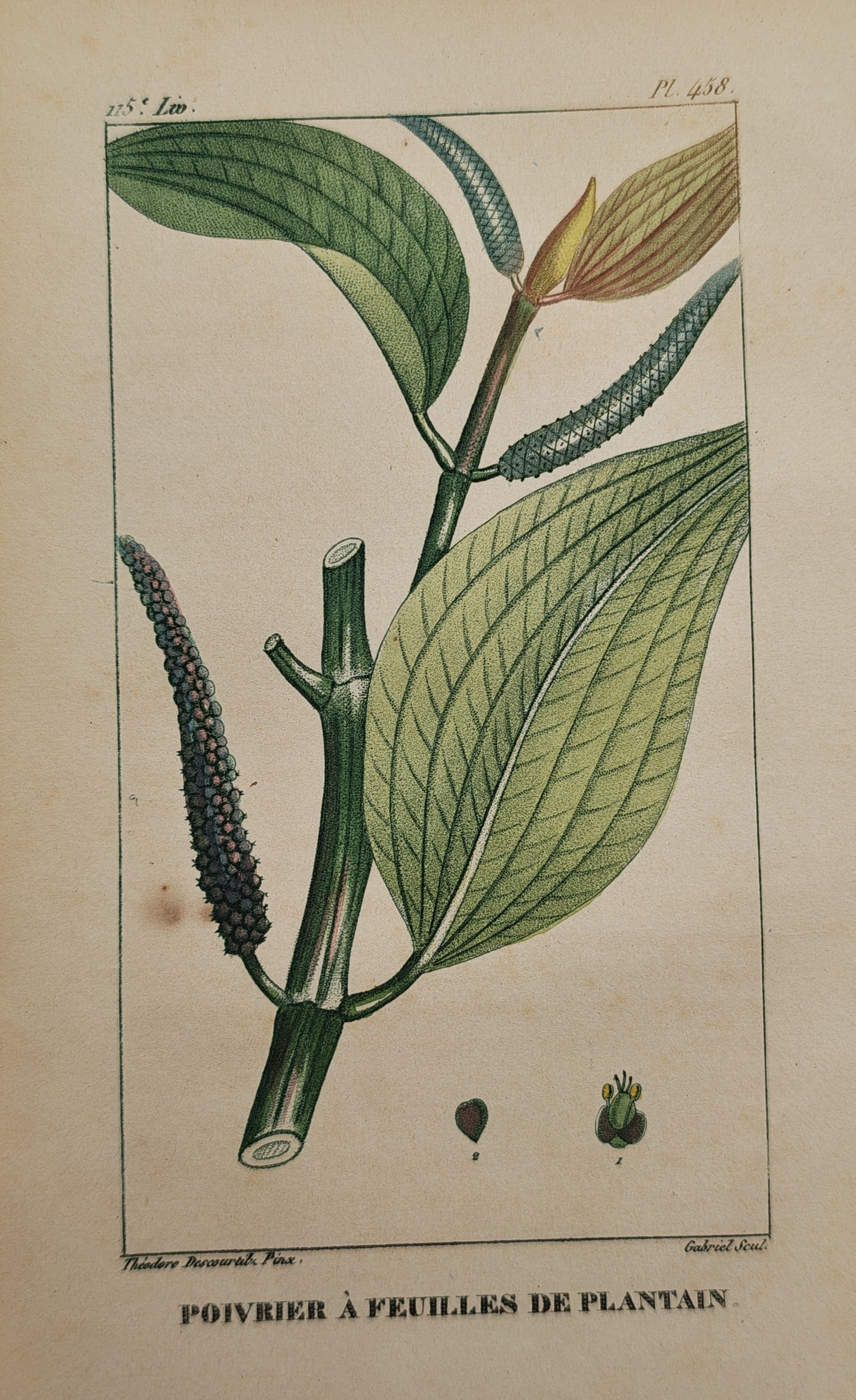 Jean Theodore Descourtilz – Plantain Leaved Pepper – Engraving (19th Century): "Poivrier a Feuilles de Plantain" This botanical illustration depicts a thick jointed stem featuring broad veined green leaves, elongated flower spikes, and individual magnified fruit elements along t