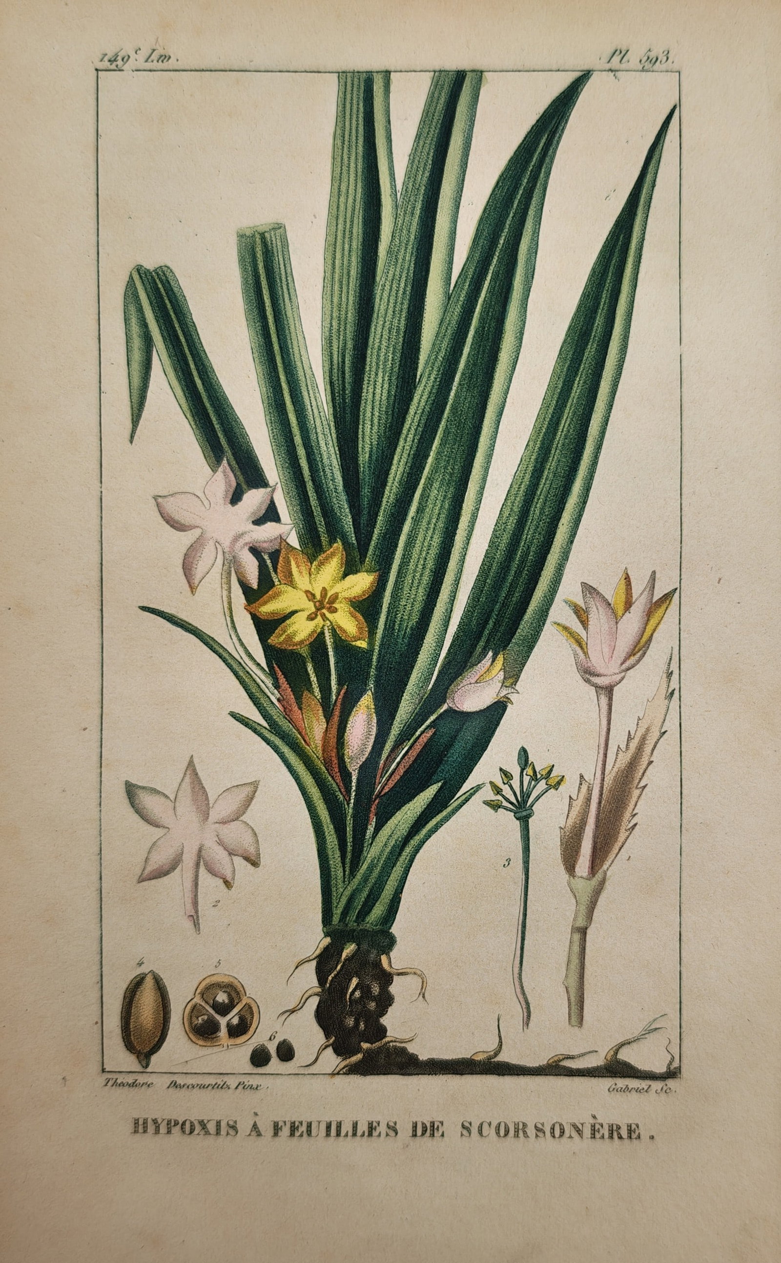 Jean Theodore Descourtilz – Viper's Grass Leaved Star Grass – Engraving (19th Century): "Hypoxis a Feuilles de Scorsevere" This botanical illustration depicts a flowering plant featuring long slender green leaves, small star shaped blossoms in yellow and pink hues, and a detailed fibrous