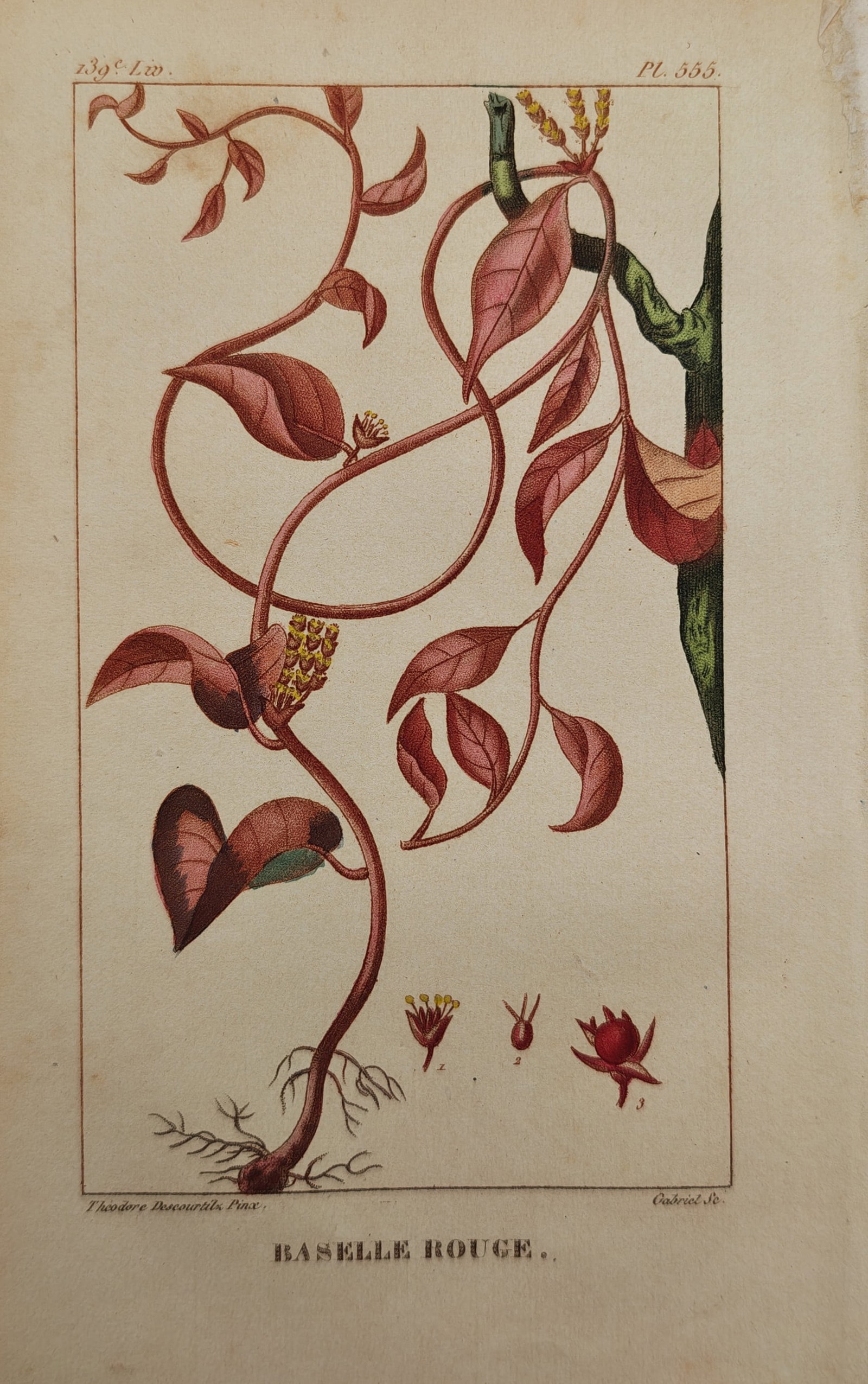 Jean Theodore Descourtilz – Red Malabar Spinach – Engraving (19th Century) (1 of 2)
