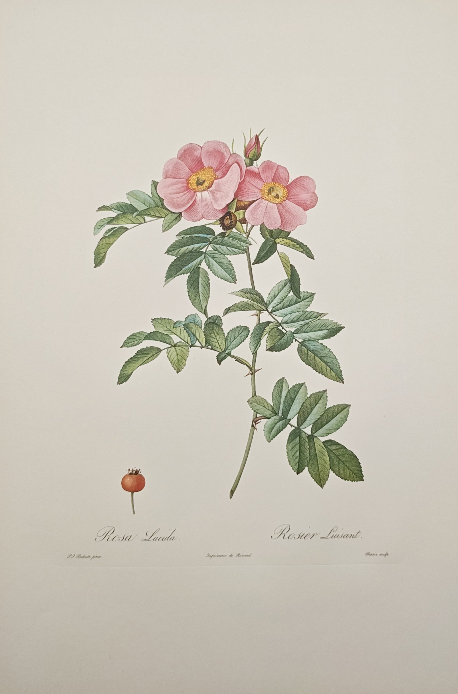 Pierre-Joseph Redouté, after – Shining Rose Botanical Study – Offset Print (20th Century): "Rosa Lucida, Rosier Luisant" presents an elegant botanical study illustrating a flowering branch of shining rose adorned with delicate pink petals, serrated green leaves, thorny stems, and an isolate