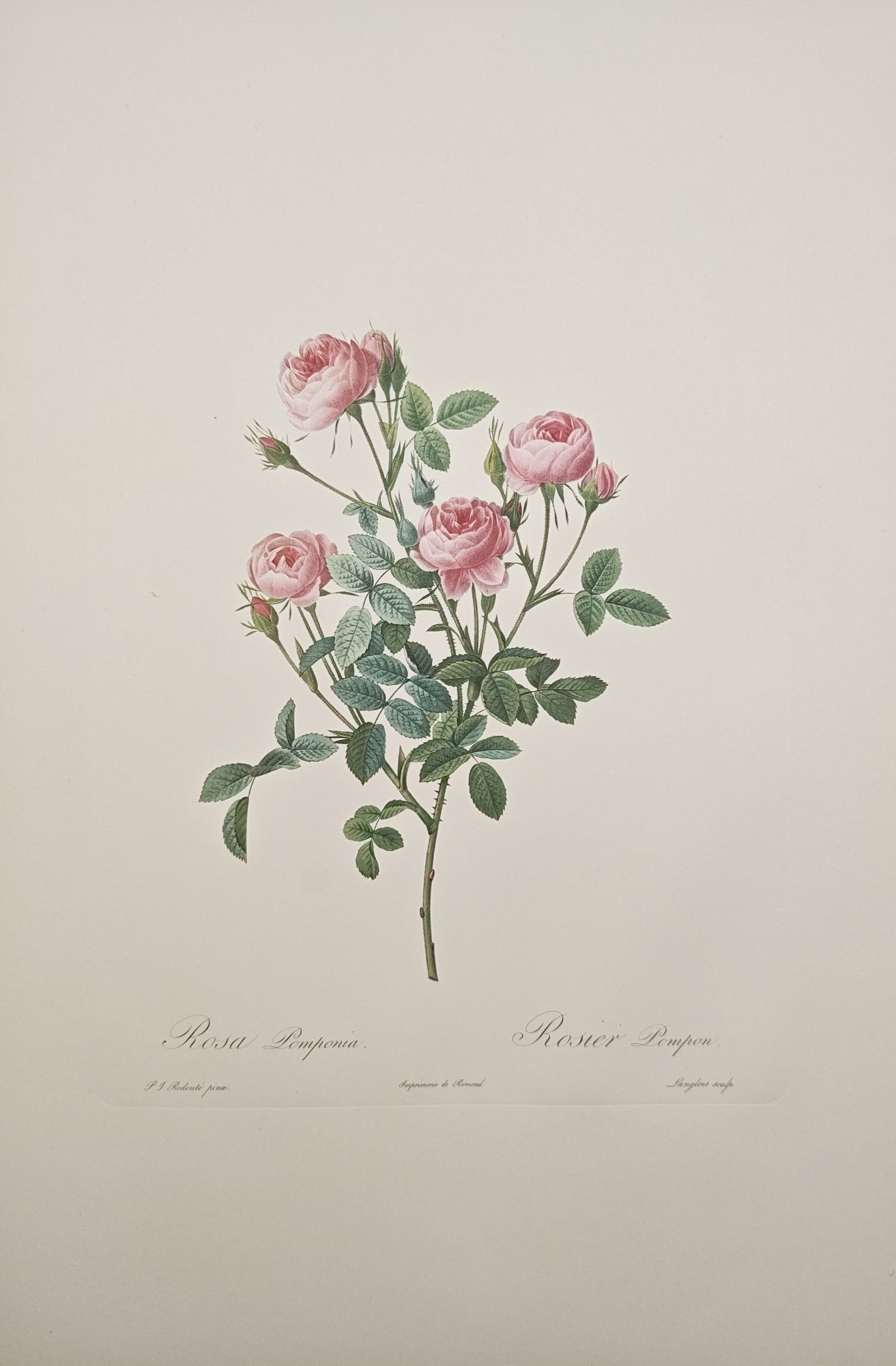 Pierre-Joseph Redouté, after – Pompon Rose Botanical Study – Offset Print (20th Century): "Pompon Rose" presents a botanical study illustrating a blossoming branch of pompon roses adorned with delicate pink petals, layered blossoms, pointed buds, and fresh green foliage. The composition hi
