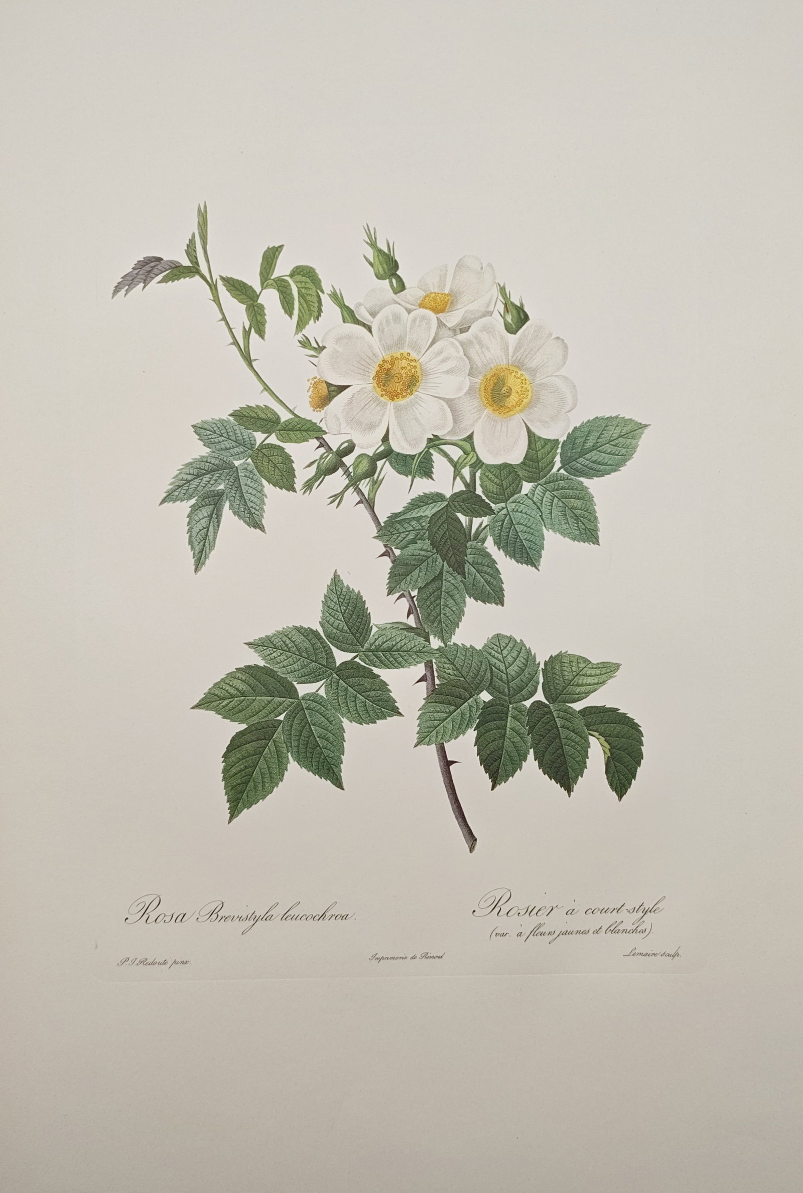 Pierre-Joseph Redouté, after – Short-Styled Rose Botanical Study – Offset Print (20th Century): "Short-Styled Rose" presents a botanical study illustrating a flowering branch of white short-styled wild roses accented with vivid yellow centers, serrated green leaves, and delicate thorny stems. Th