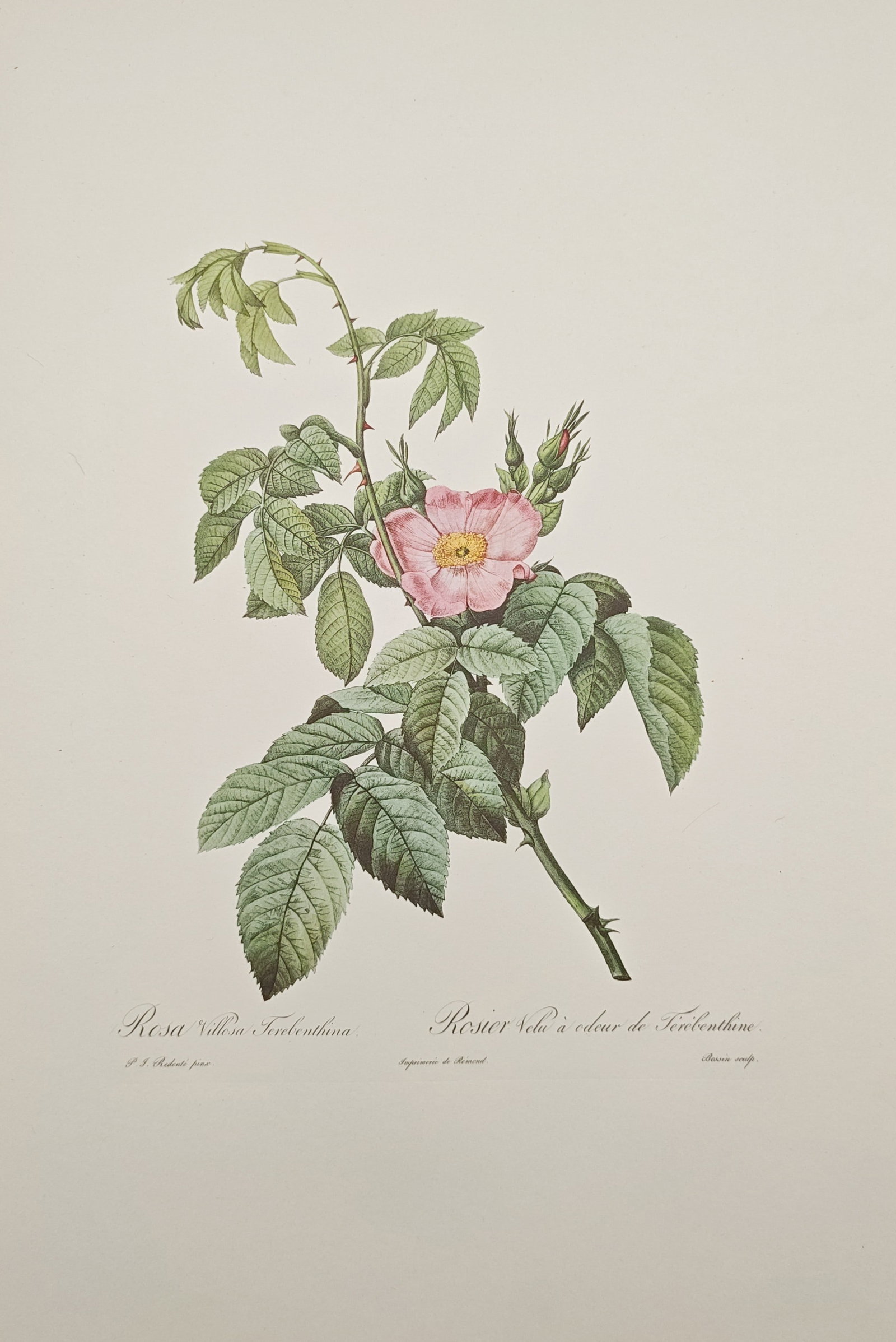 Pierre-Joseph Redouté, after – Turpentine-Scented Downy Rose Botanical Study – Offset Print: "Turpentine-Scented Downy Rose" presents an elegant botanical study illustrating a blossoming wild rose branch with a delicate pink bloom, soft green foliage, and thorny stems. The composition highlig