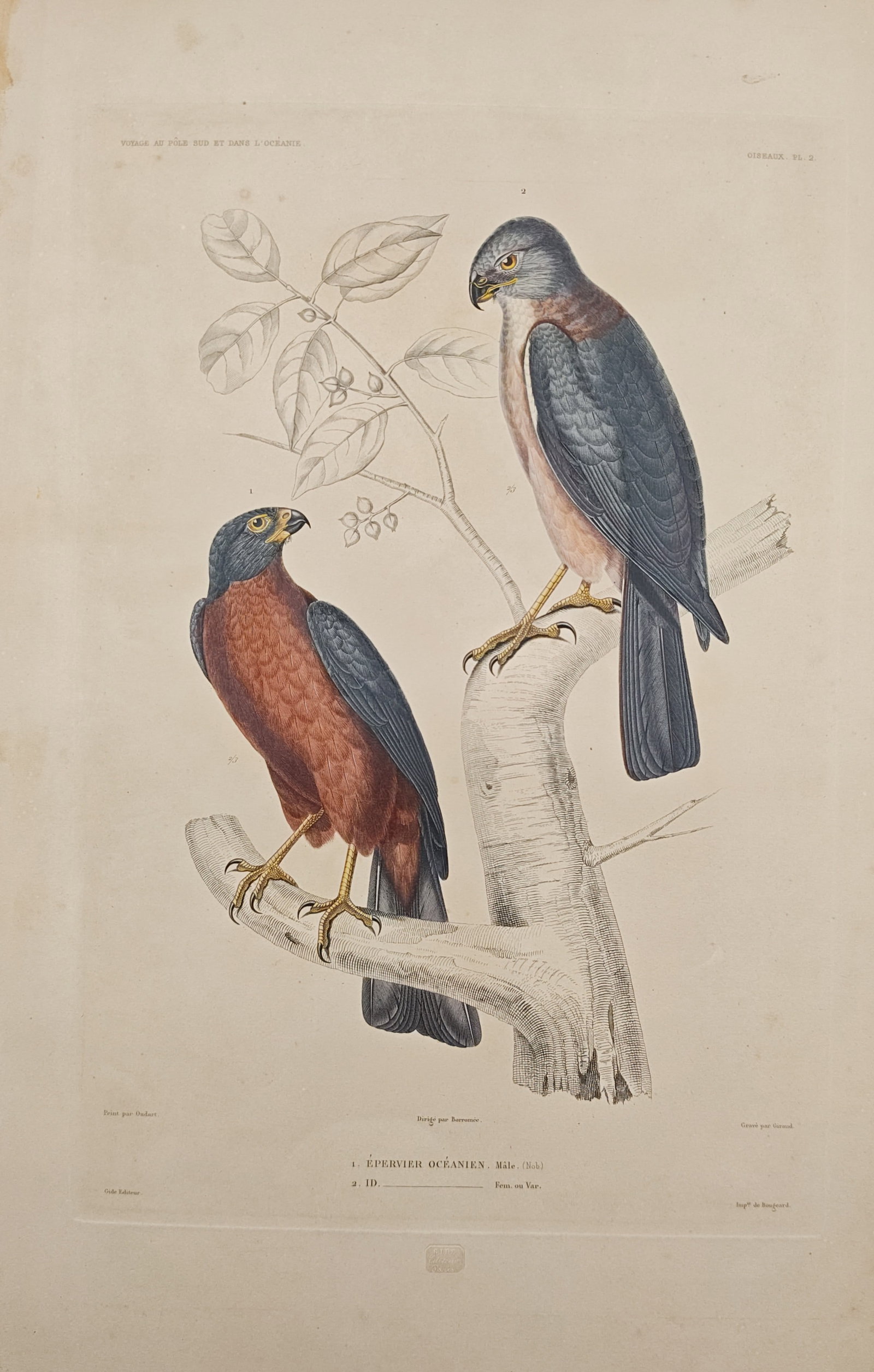 Casimir Gide – Oceanian Sparrowhawk Ornithological Study – Engraving (19th Century) (1 of 2)