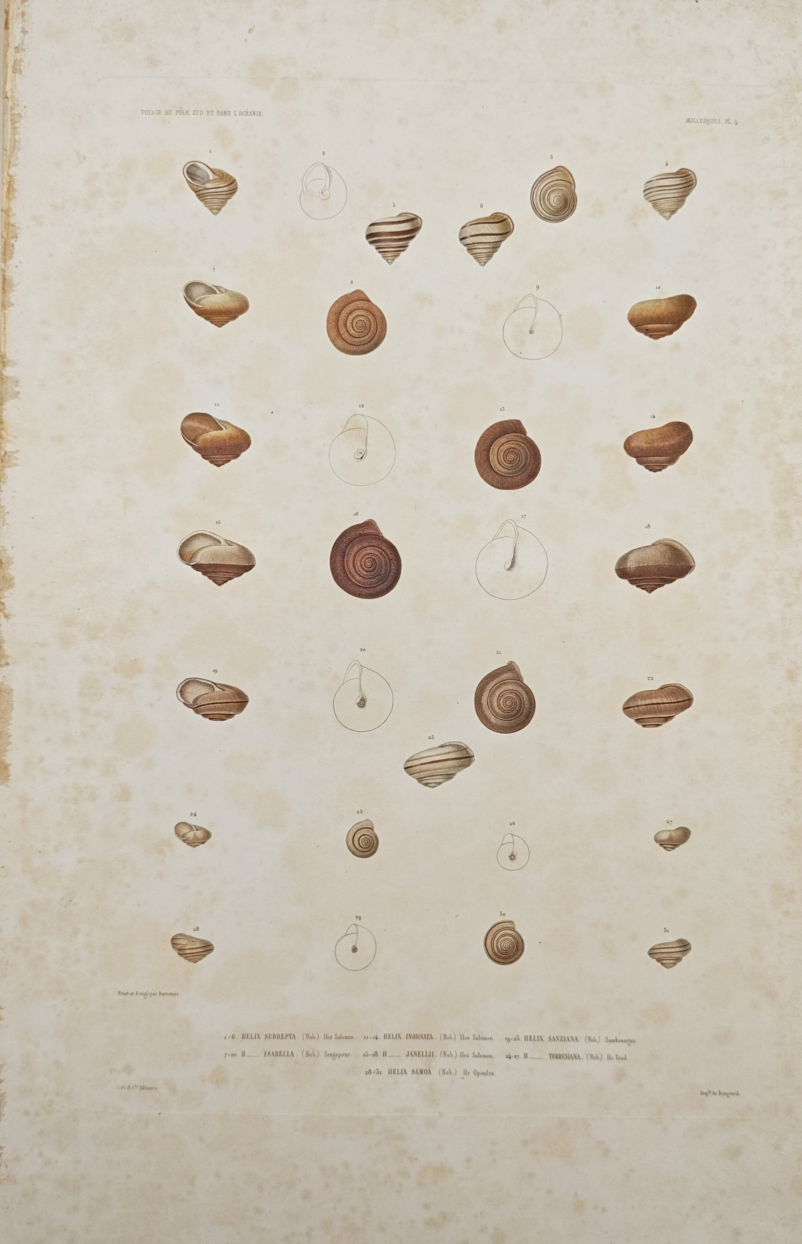 Casimir Gide – Land Snail Shells Conchological Study – Engraving (19th Century): "Mollusks" presents a conchological study illustrating diverse spiral land snail shells depicted from multiple perspectives alongside linear morphological outlines. The composition highlights nineteen
