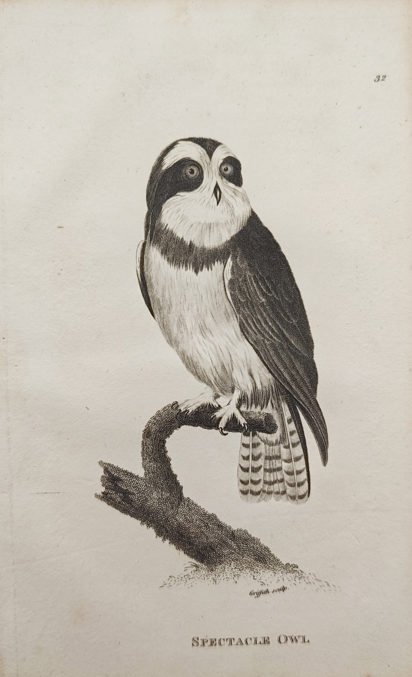 George Shaw – Spectacled Owl Ornithological Study – Engraving (1808) (1 of 2)