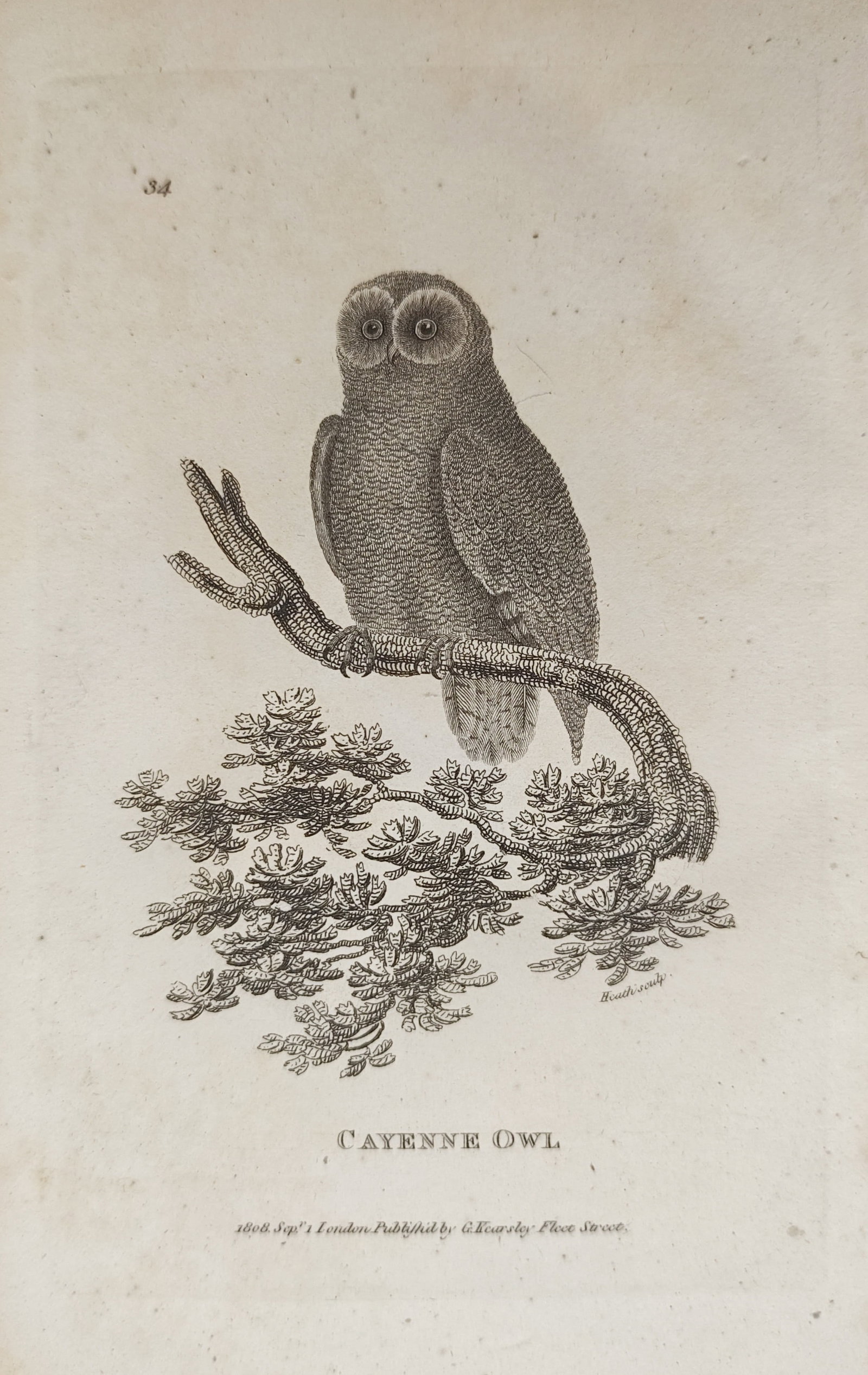 George Shaw – Cayenne Owl Ornithological Study – Engraving (1808): "Cayenne Owl" presents an early nineteenth-century ornithological study illustrating an owl perched upon a branching tree limb with leafy foliage below. The composition highlights British natural hist