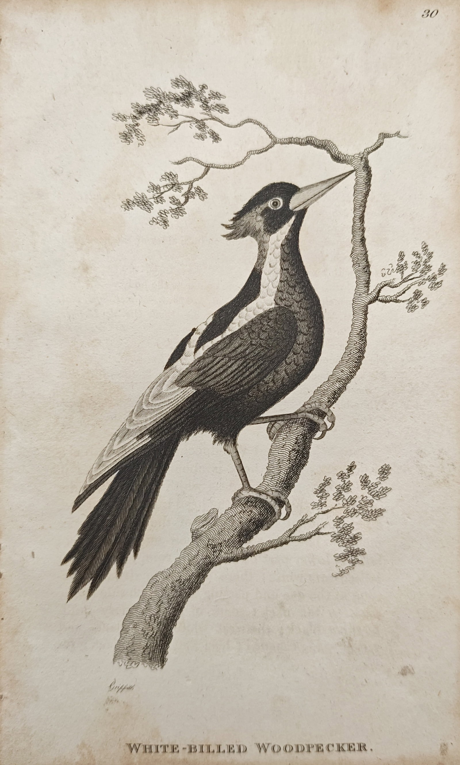 George Shaw – White-Billed Woodpecker Ornithological Study – Engraving (1808) (1 of 2)