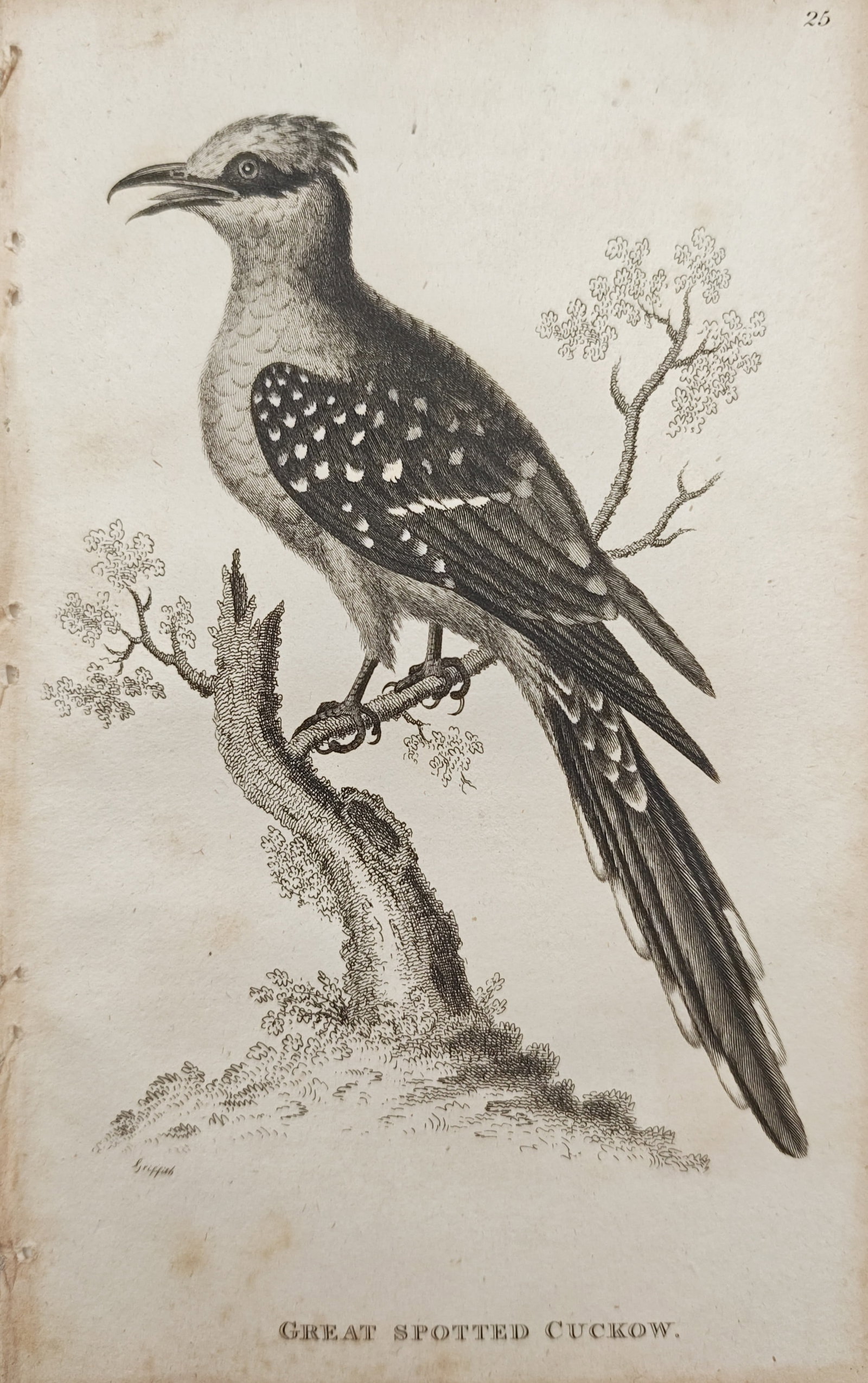 George Shaw – Great Spotted Cuckoo Ornithological Study – Engraving (1808) (1 of 2)