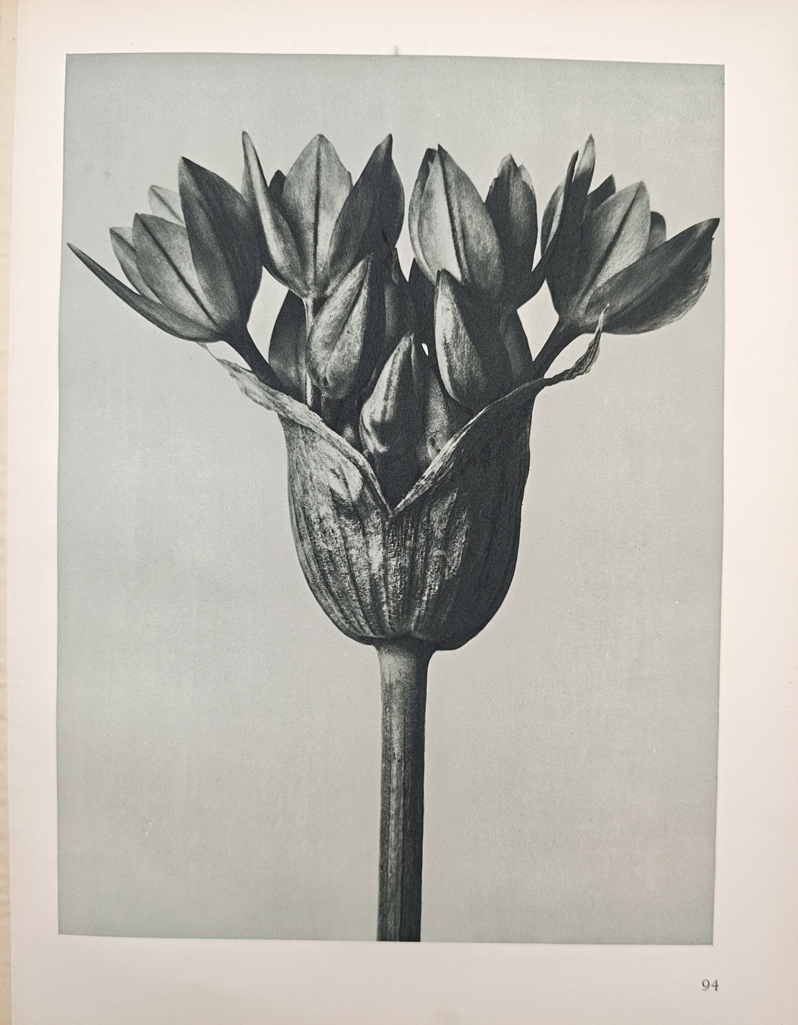 Karl Blossfeldt,after – Inflorescence Botanical Study – Offset print (20th Century) (1 of 2)