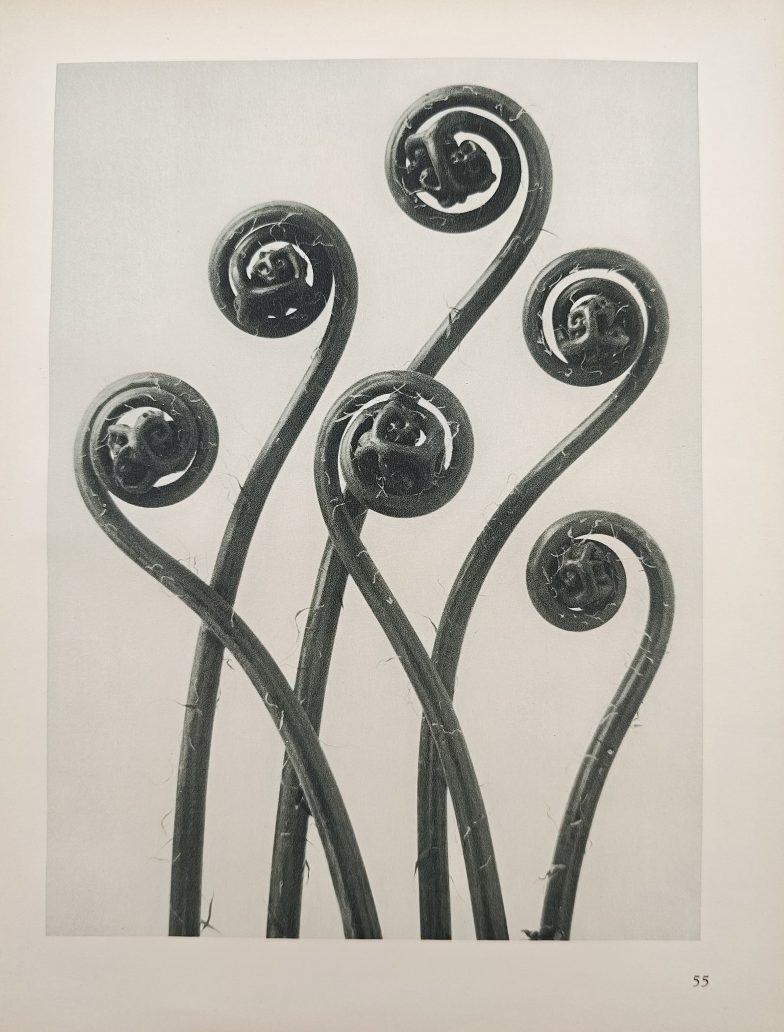 Karl Blossfeldt,after – Fern Crosiers Botanical Study – Offset print (20th Century) (1 of 2)