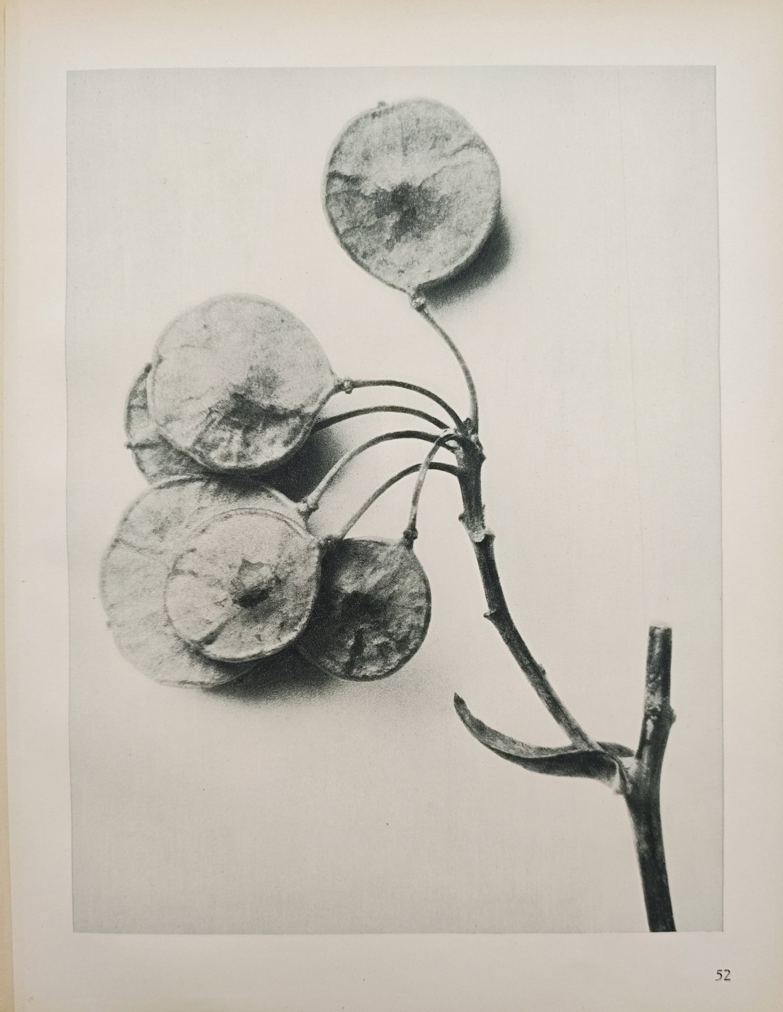 Karl Blossfeldt,after – Botanical Seed Pods Study – Offset print (20th Century) (1 of 2)