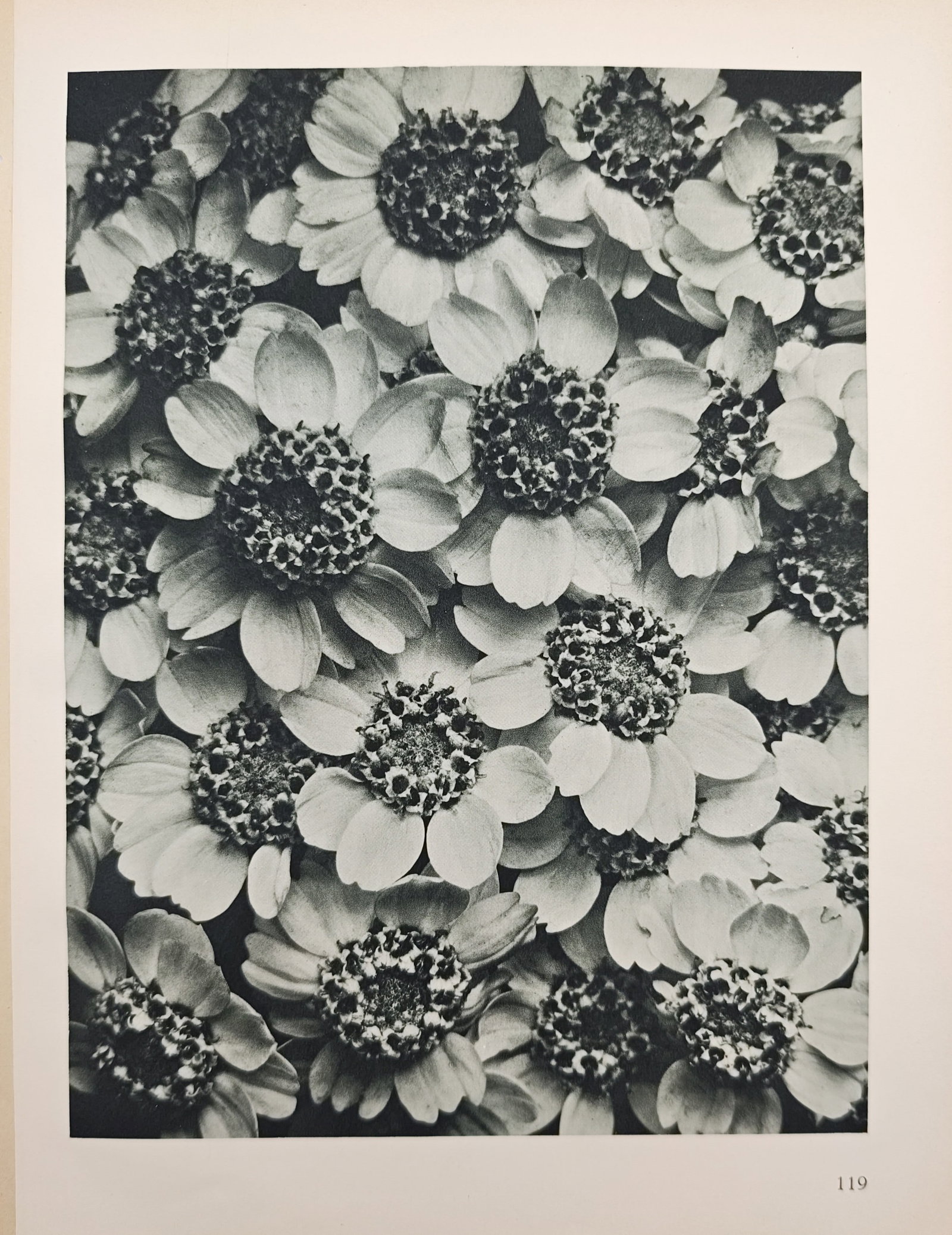 Karl Blossfeldt,after – Dense Floral Blossoms Study – Offset print (20th Century) (1 of 2)