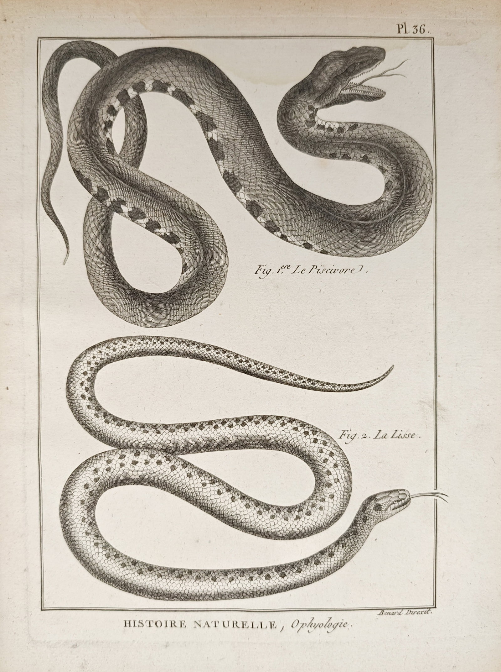Robert Bénard – Herpetological Study of the Piscivorous Snake and Smooth Snake – Engraving (1 of 2)