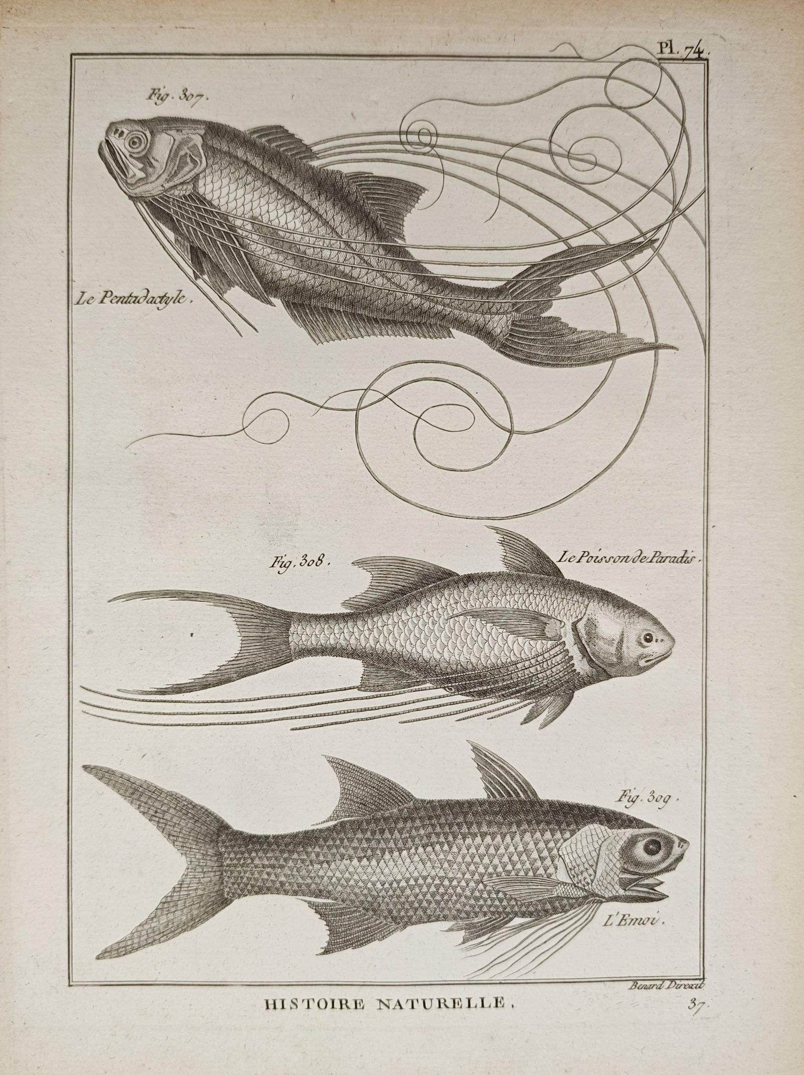 Robert Bénard – Ichthyological Study of Threadfins and Paradise Fish – Engraving (18th Century) (1 of 2)