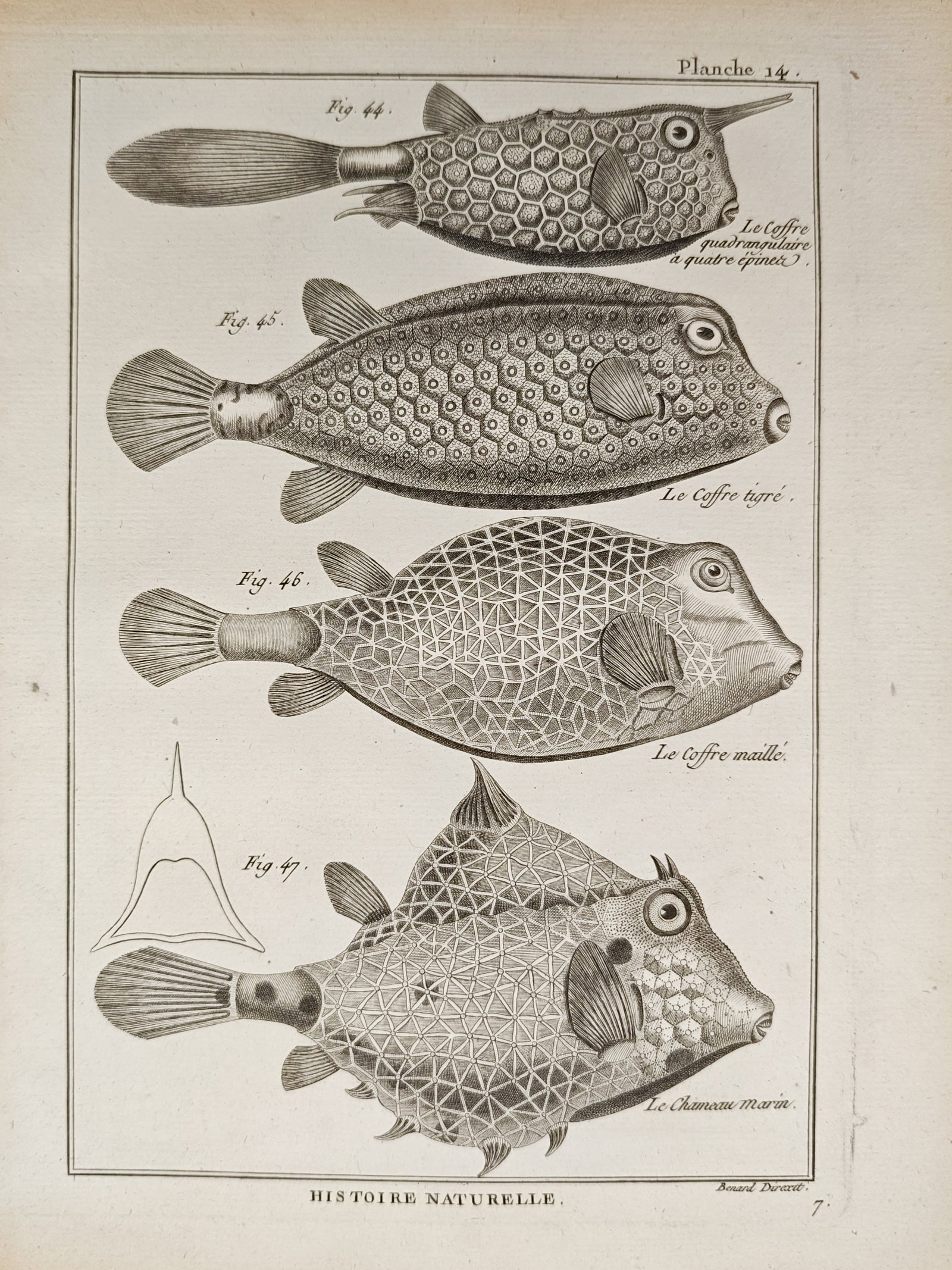 Robert Bénard – Ichthyological Study of Boxfish, Trunkfish, and Cowfish – Engraving (18th (1 of 2)