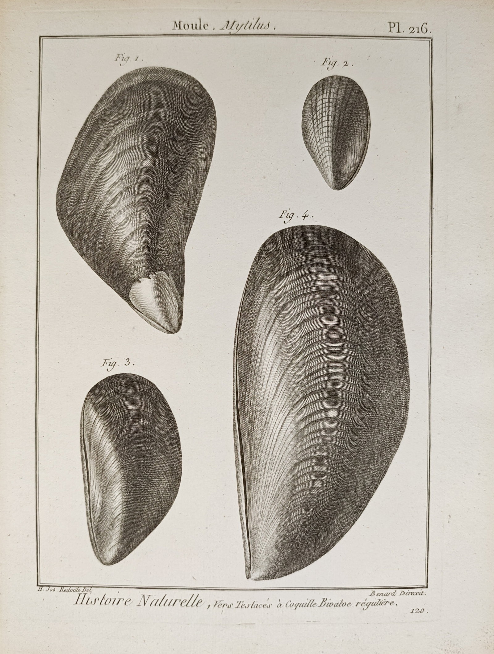Robert Bénard – Conchological Study of Mytilus Bivalve Shells – Engraving (18th Century) (1 of 2)