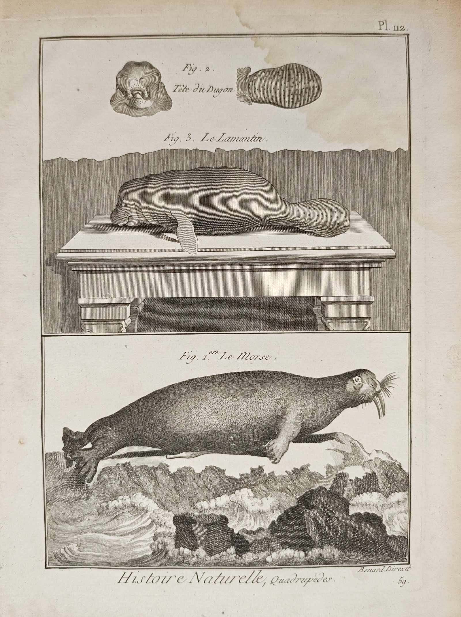 Robert Bénard – Zoological Study of the Dugong, Manatee, and Walrus – Engraving (18th Century) (1 of 2)