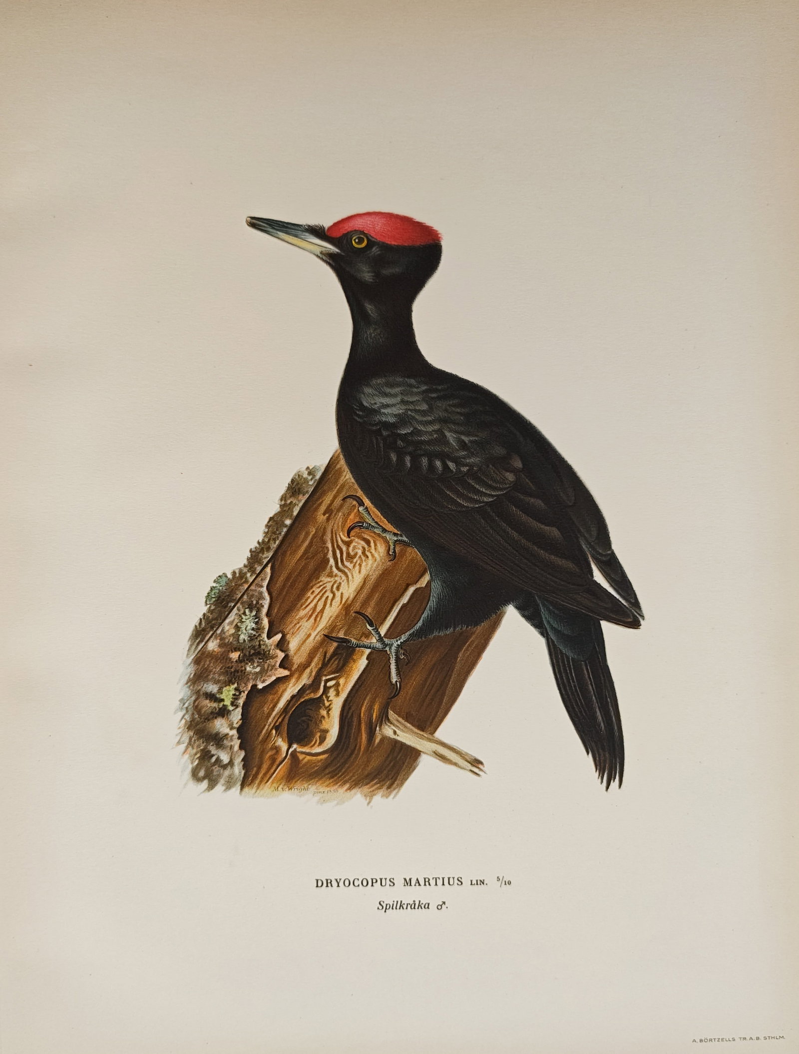Magnus von Wright – Black Woodpecker Ornithological Study – Lithograph (1920s): "Black Woodpecker" presents a color lithographic study illustrating a male black woodpecker with lustrous dark plumage and a vibrant crimson crown perched vertically against a weathered tree trunk. Th