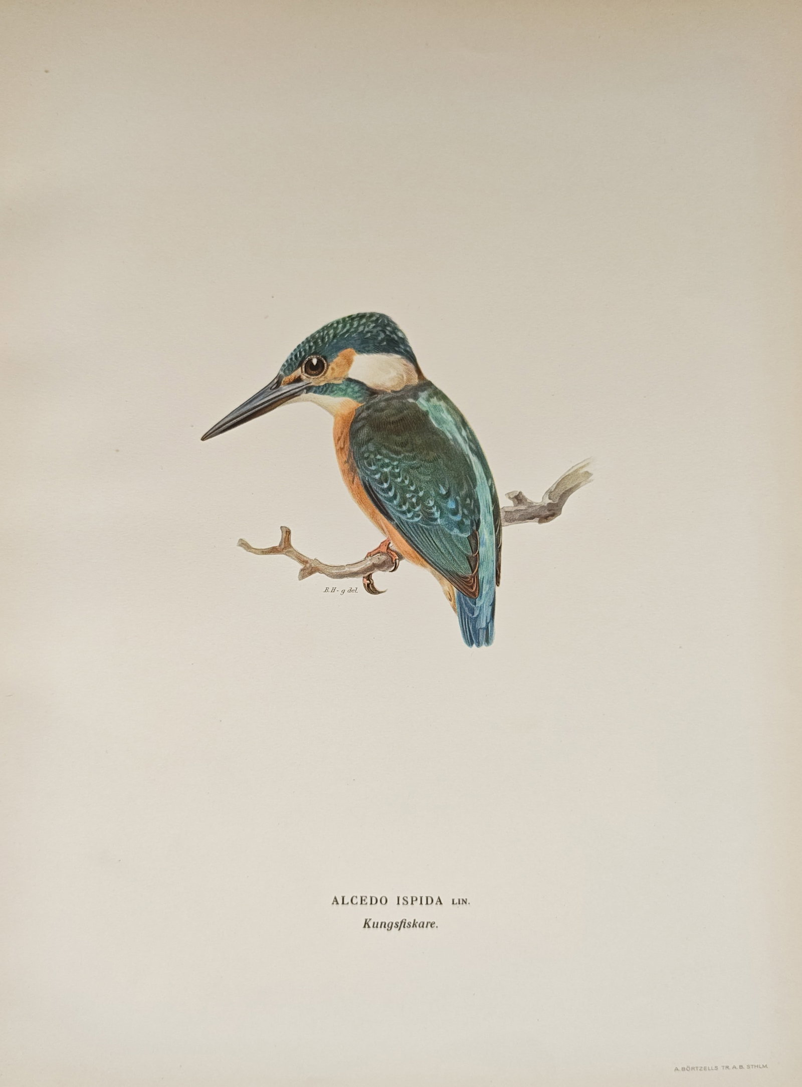 Magnus von Wright – Common Kingfisher Ornithological Study – Lithograph (1920s) (1 of 2)
