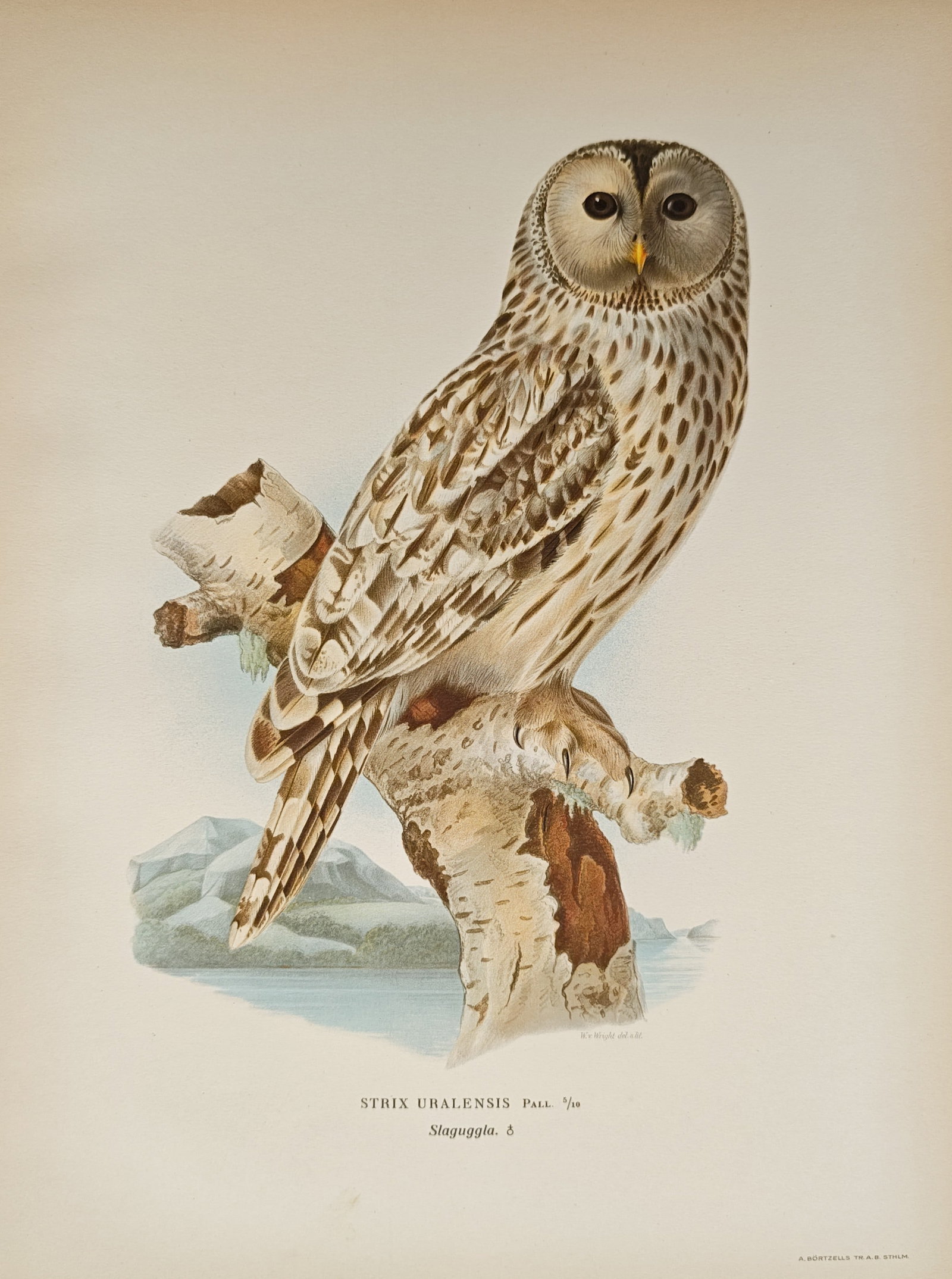 Magnus von Wright – Ural Owl Ornithological Study – Lithograph (1920s): "Ural Owl" presents a color lithographic study illustrating a male Ural owl with mottled plumage, prominent facial discs, and sharp talons perched atop a birch stump against a Nordic landscape. The co
