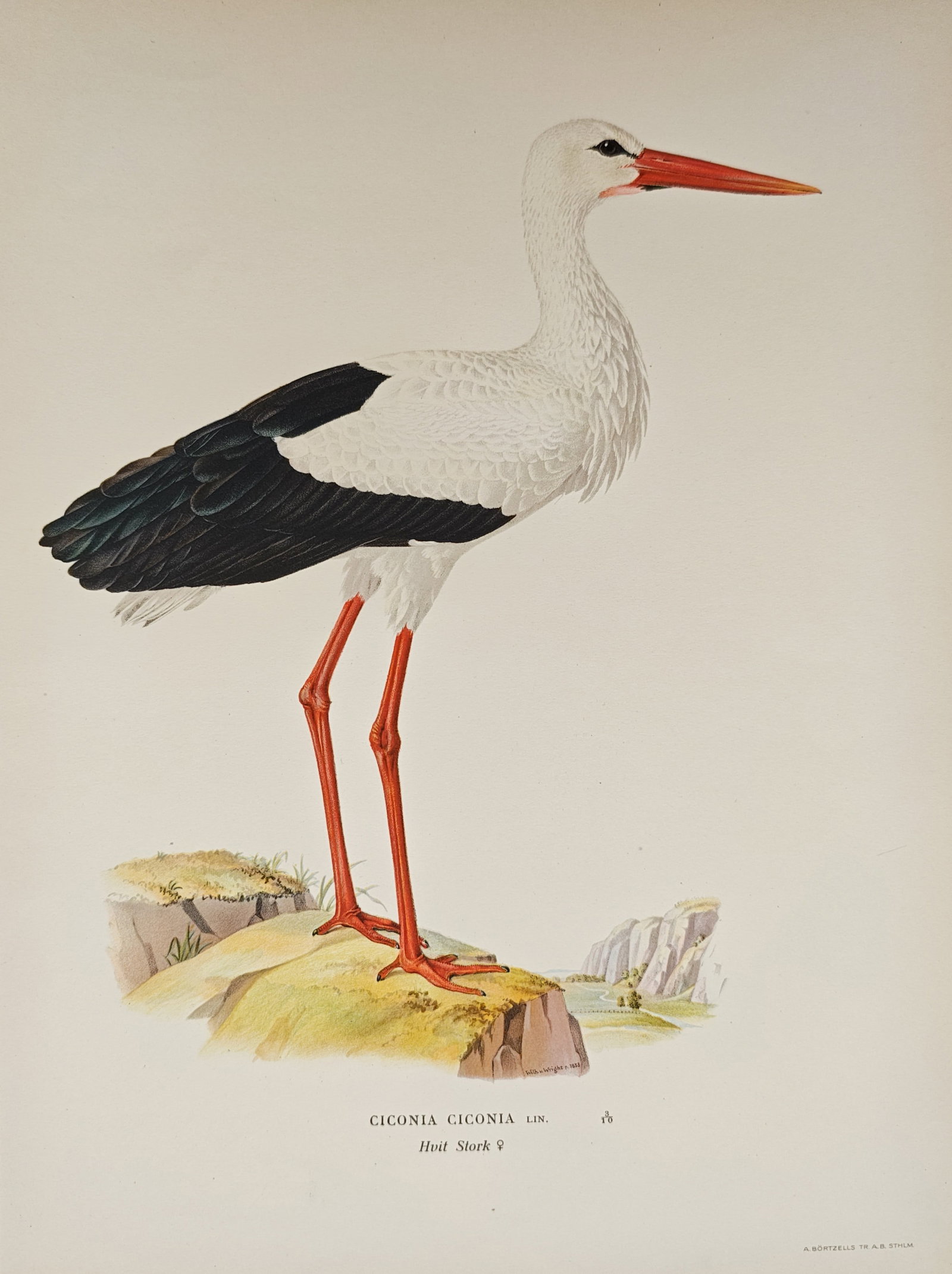 Magnus von Wright – White Stork Ornithological Study – Lithograph (1920s): "White Stork" presents a color lithographic study illustrating a female white stork with white and black plumage, elongated red legs, and a pointed red beak standing upon a rocky knoll against a dista