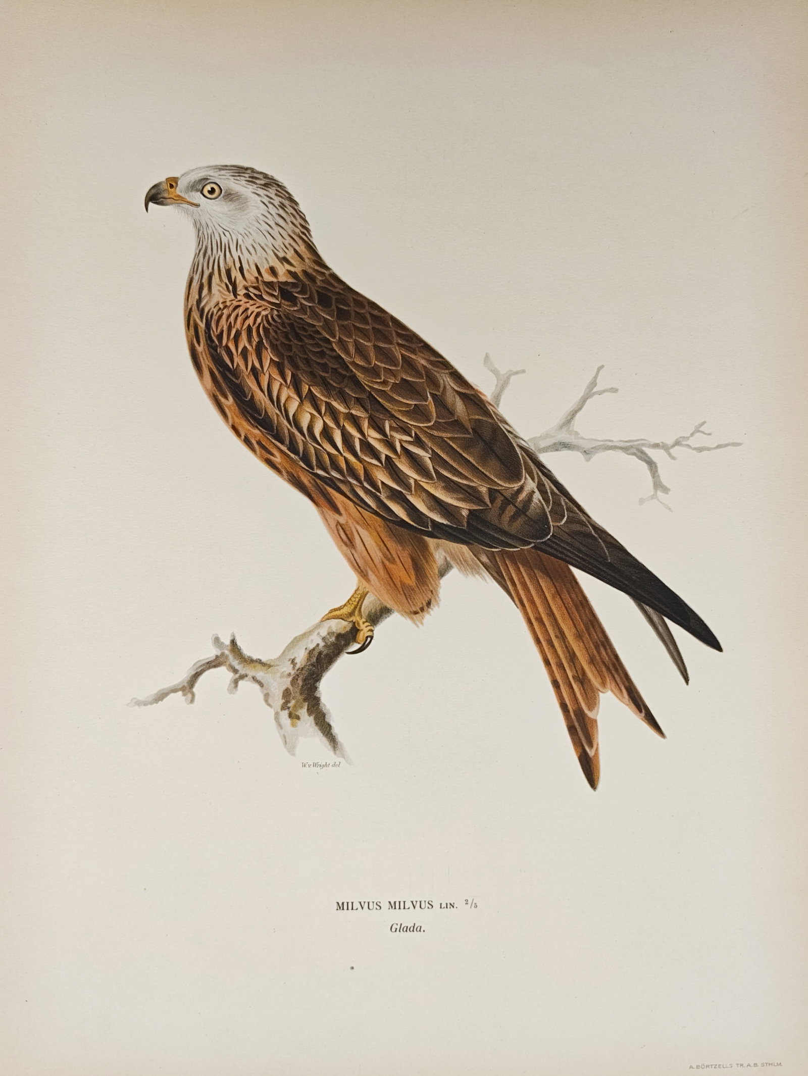 Magnus von Wright – Red Kite Ornithological Study – Lithograph (1920s) (1 of 2)