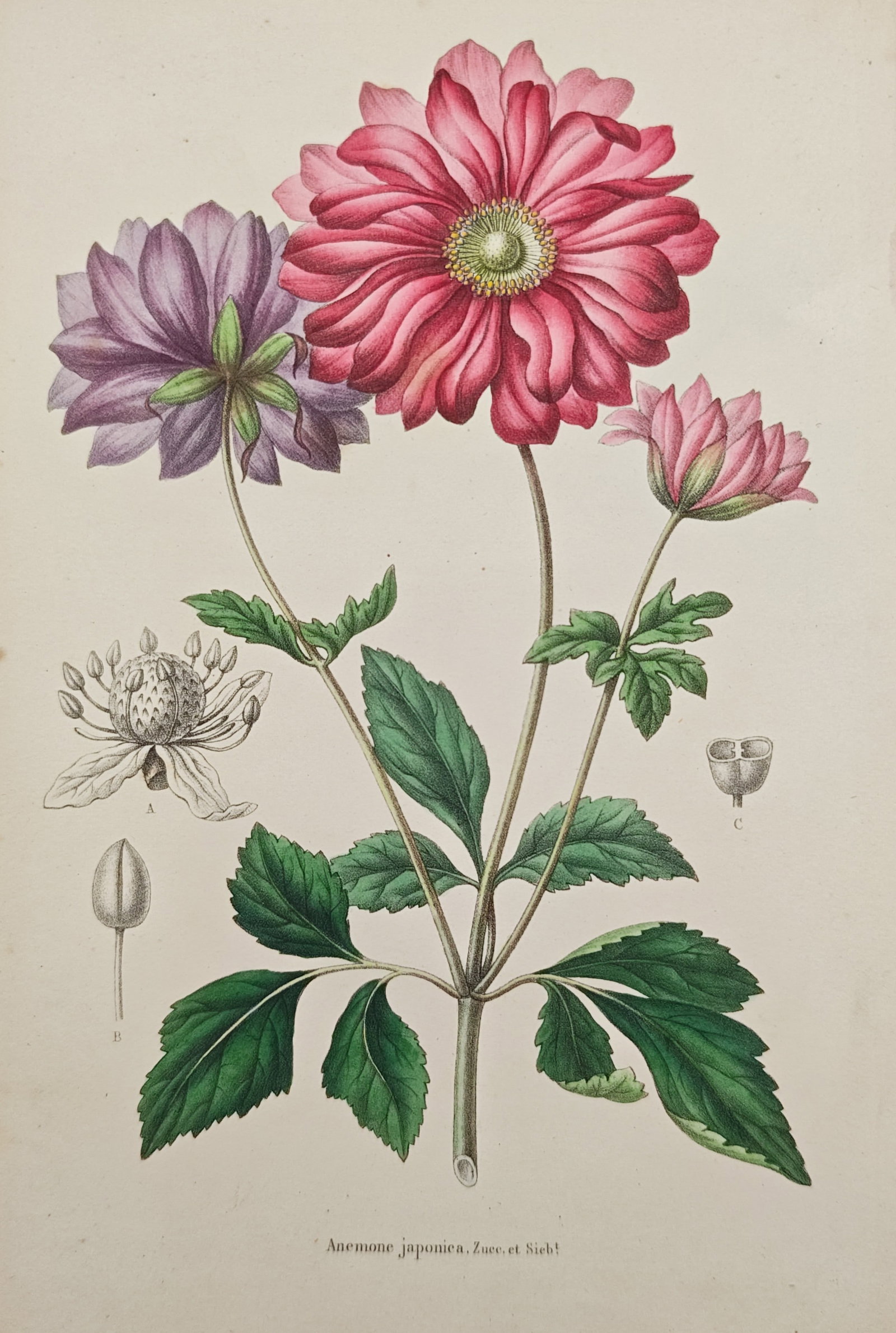 Guillaume Severeyns – Japanese Anemone Botanical Study – Lithograph (19th Century): "Japanese Anemone" presents a nineteenth-century botanical study illustrating vibrant pink and purple blossoms, green serrated foliage, and detailed floral dissections of the Japanese thimbleweed plan