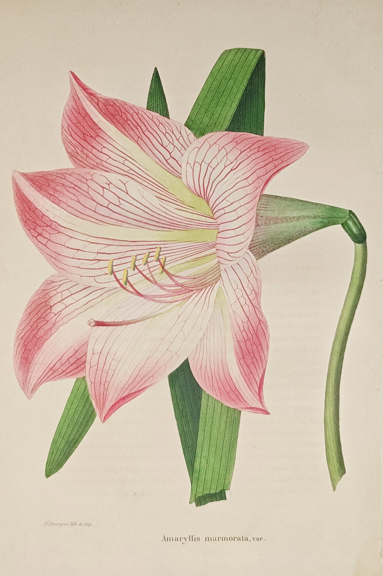 Guillaume Severeyns – Marbled Amaryllis Botanical Study – Lithograph (19th Century) (1 of 2)