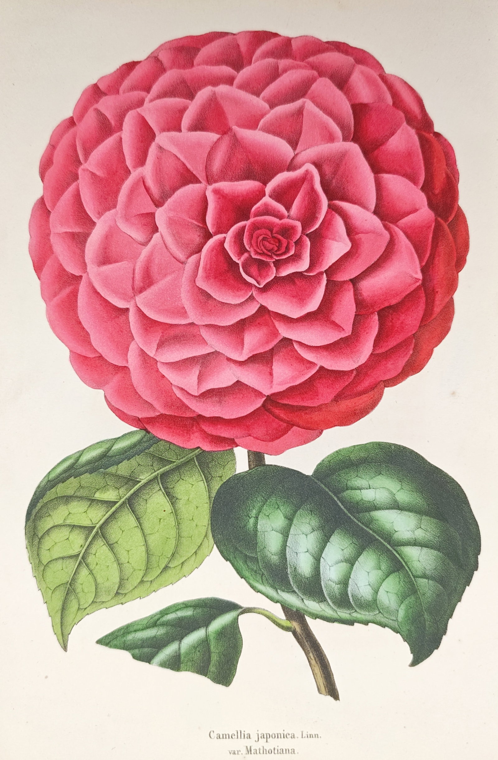 Guillaume Severeyns – Mathotiana Japanese Camellia Botanical Study – Lithograph (19th Century): "Japanese Camellia Mathotiana Variety" presents a nineteenth-century botanical study illustrating a fully opened, richly layered crimson blossom accompanied by deep green veined foliage. The compositi