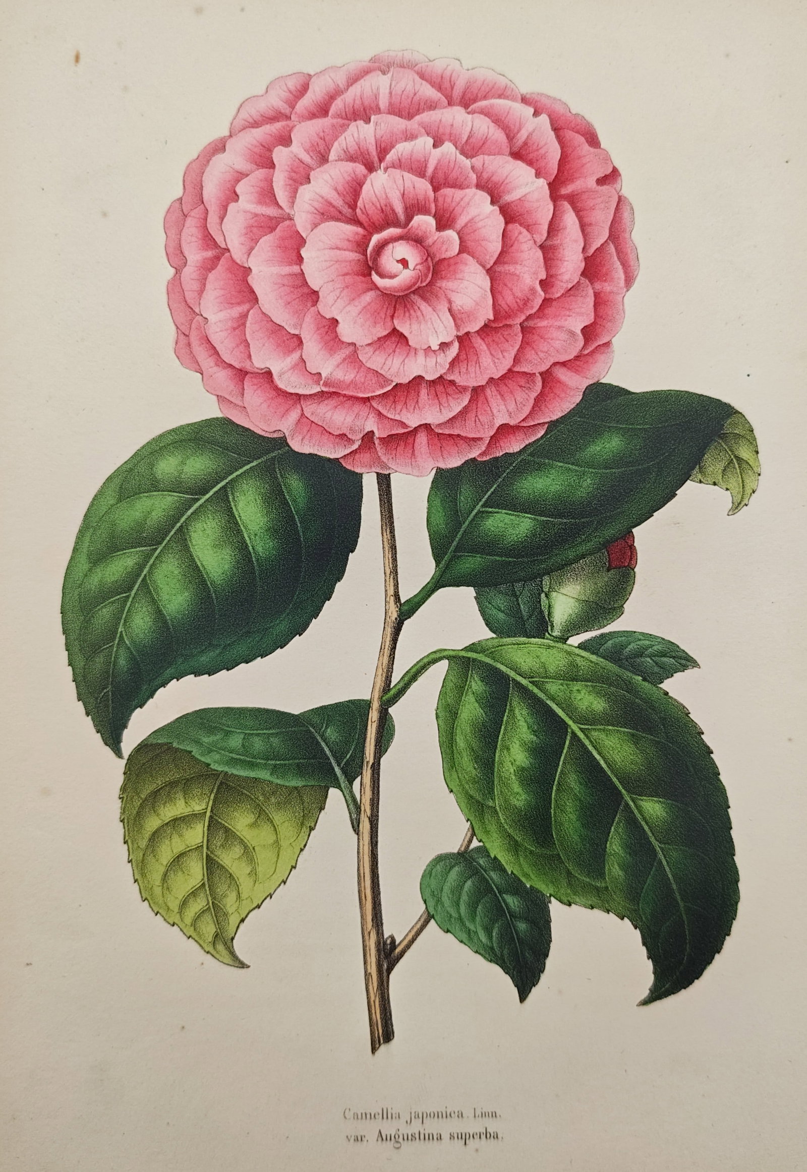 Guillaume Severeyns – Augustina Superba Japanese Camellia Botanical Study – Lithograph (1 of 2)