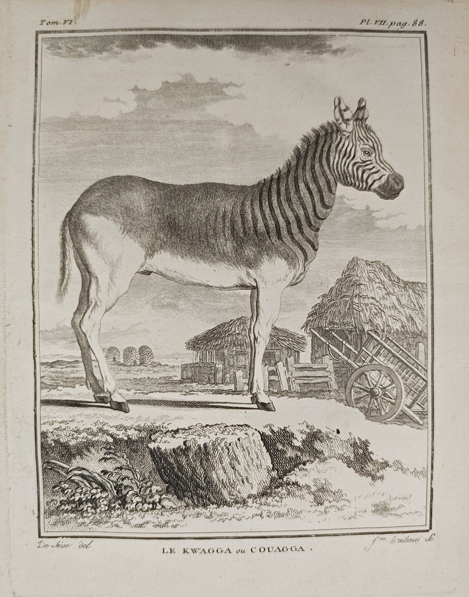 Georges-Louis Leclerc de Buffon – Zoological Study of the Quagga – Engraving (18th Century) (1 of 2)