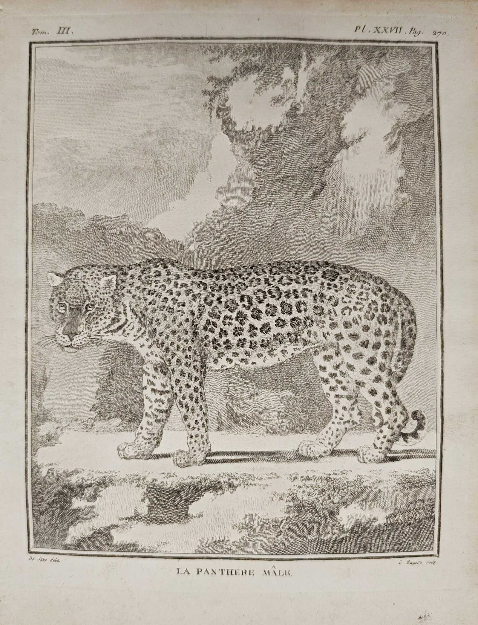 Georges-Louis Leclerc de Buffon – Zoological Study of the Male Panther – Engraving (18th: "The Male Panther" presents an eighteenth-century zoological study illustrating a profile view of a male leopard standing alert on a rocky ledge against a backdrop of dense foliage and trees. The comp