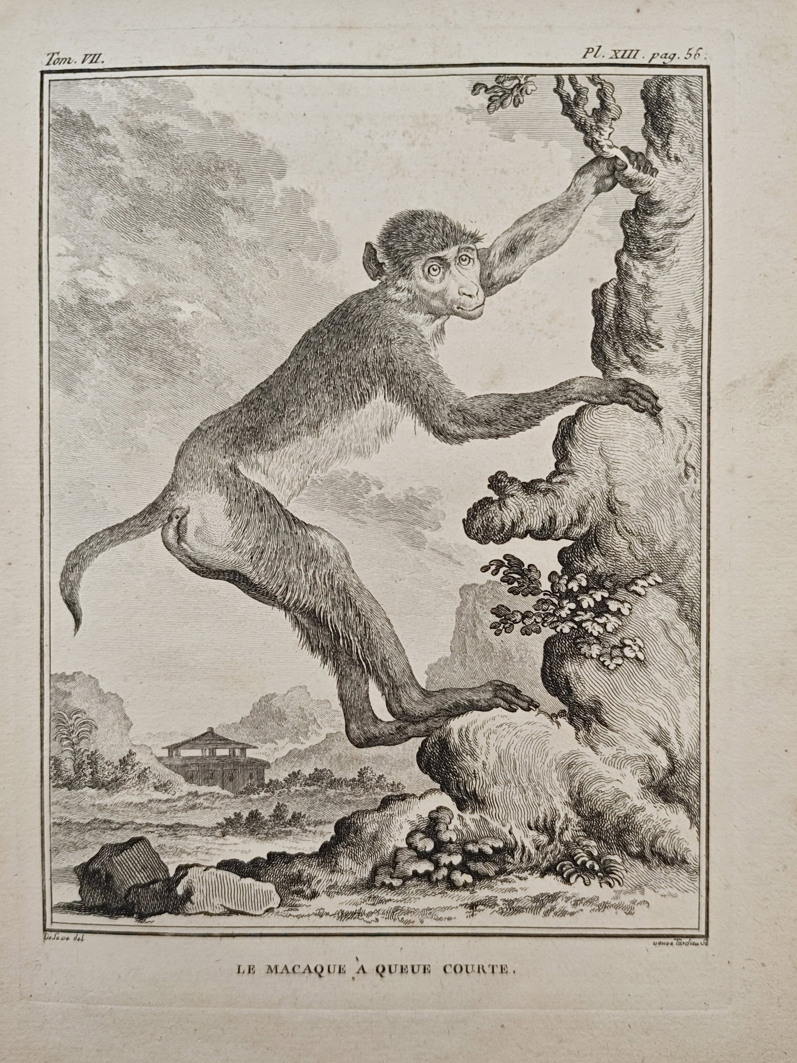 Georges-Louis Leclerc de Buffon – Zoological Study of the Short-Tailed Macaque – Engraving: "The Short-Tailed Macaque" presents an eighteenth-century zoological study illustrating a primate climbing a rocky outcrop and tree trunk against a landscape with distant architectural structures and 