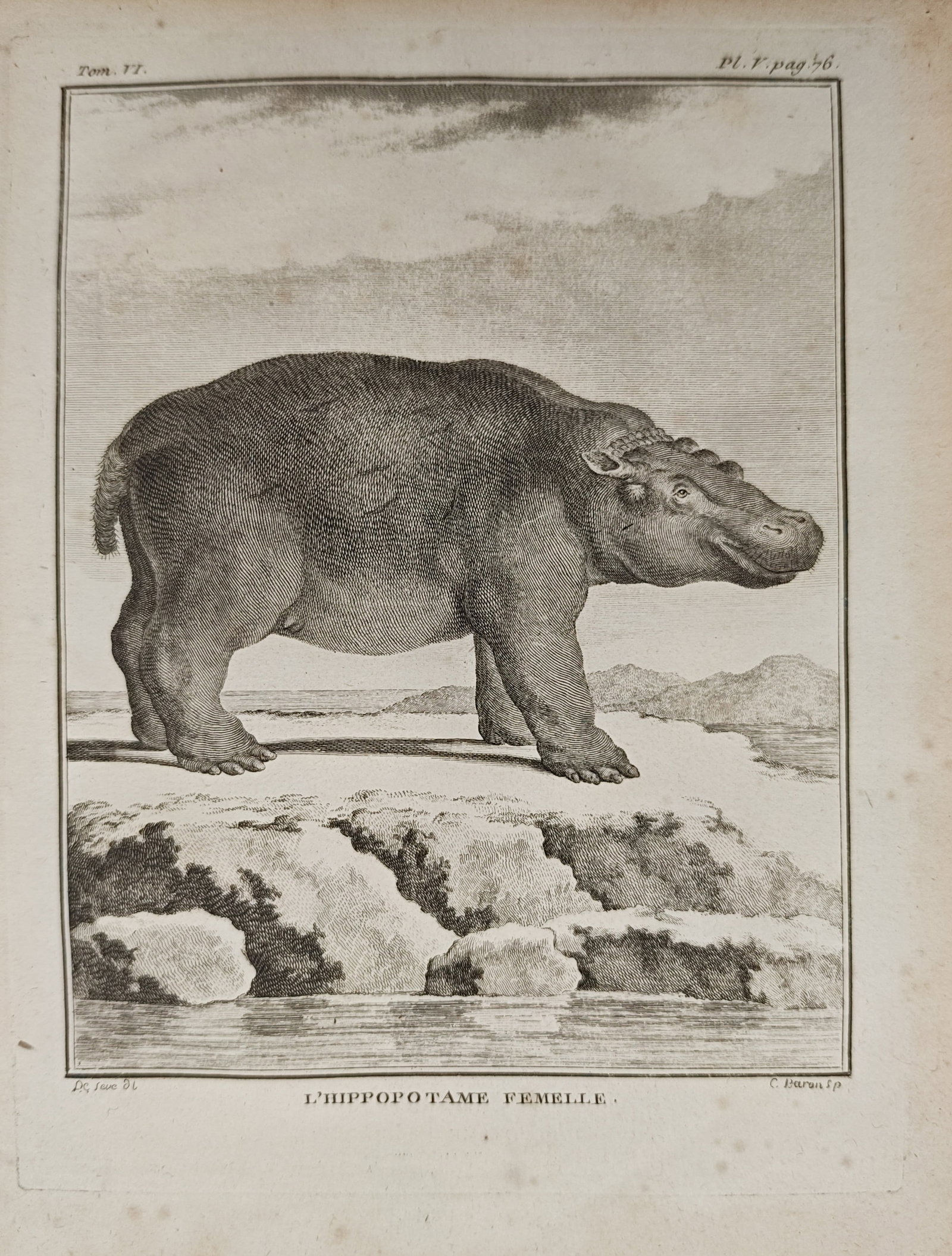 Georges-Louis Leclerc de Buffon – Zoological Study of the Female Hippopotamus – Engraving: "The Female Hippopotamus" presents an eighteenth-century zoological study illustrating a profile view of a hippopotamus standing on a rocky riverbank beside water against a background of distant rolli