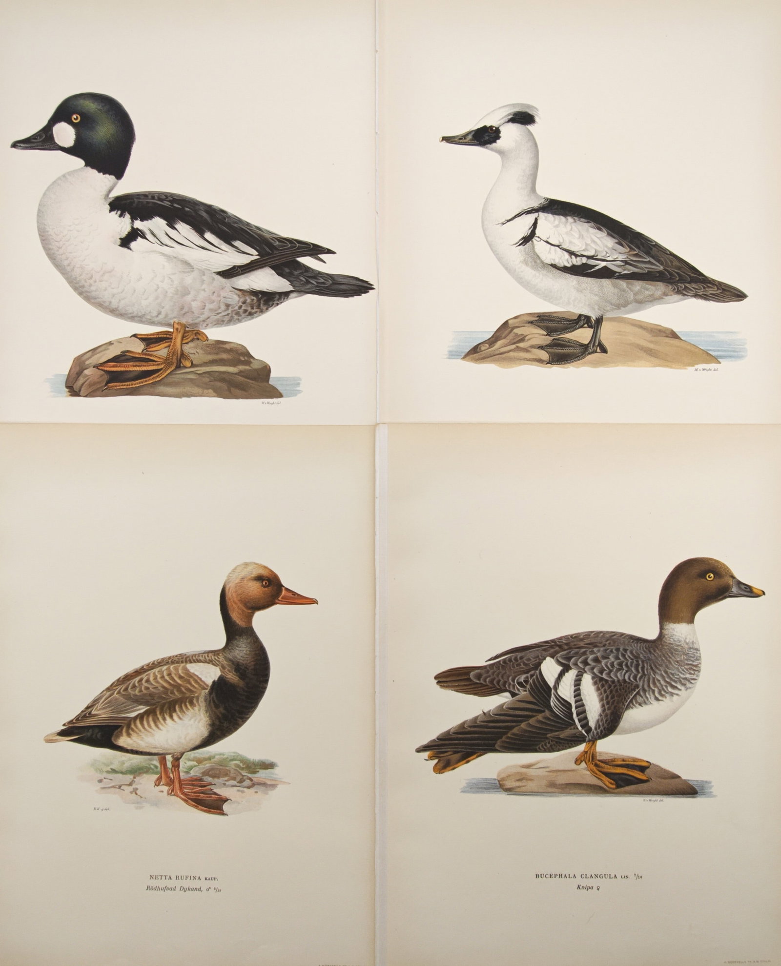Magnus von Wright – Set of 4: Waterfowl, Goldeneye, Smew, and Pochard Ducks – Lithographs (1 of 2)