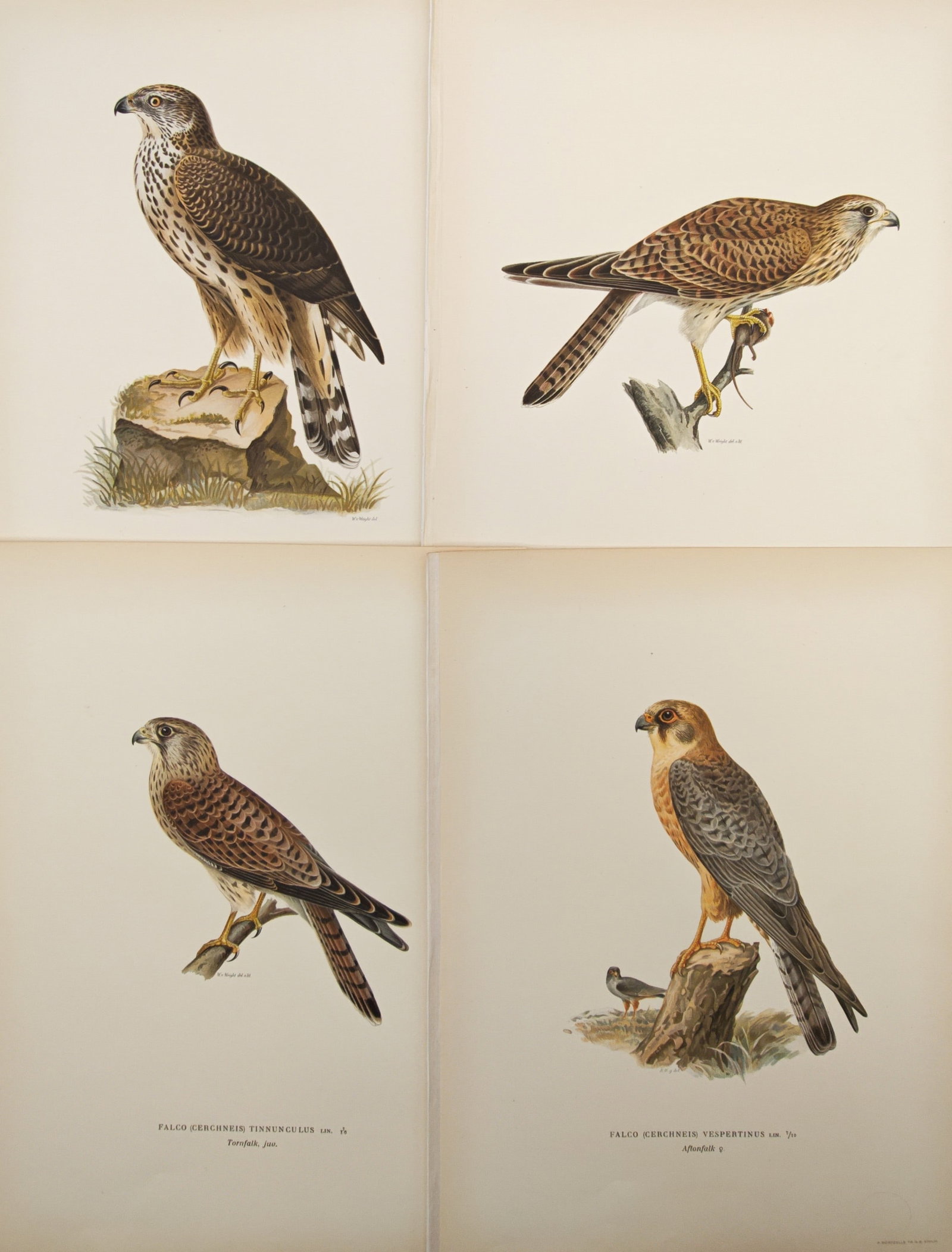 Magnus von Wright – Set of 4: Falcons, Kestrels, and Birds of Prey – Lithographs (1920s): "Studies of Falcons, Kestrels, and Birds of Prey" presents an ornithological suite illustrating diverse raptors and falcons perched in profile upon tree stumps and wooden branches. The compositions pr
