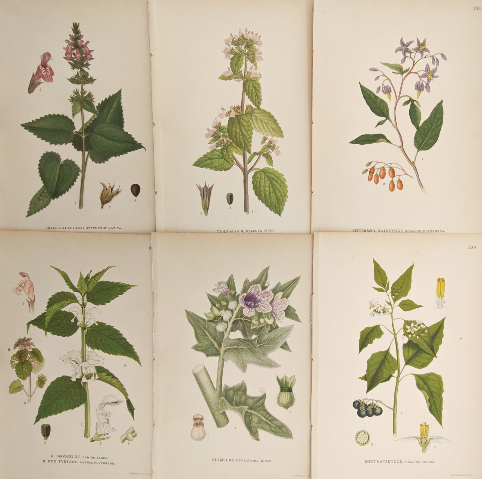 Carl Lindman – Set of 6: Nightshades, Henbane, Dead-Nettles, and Woundwort – Lithographs: "Studies of Nightshades, Henbane, Dead-Nettles, and Woundwort" presents a suite of botanical plates illustrating flowering stems, serrated foliage, berry clusters, and dissected floral anatomy. The co