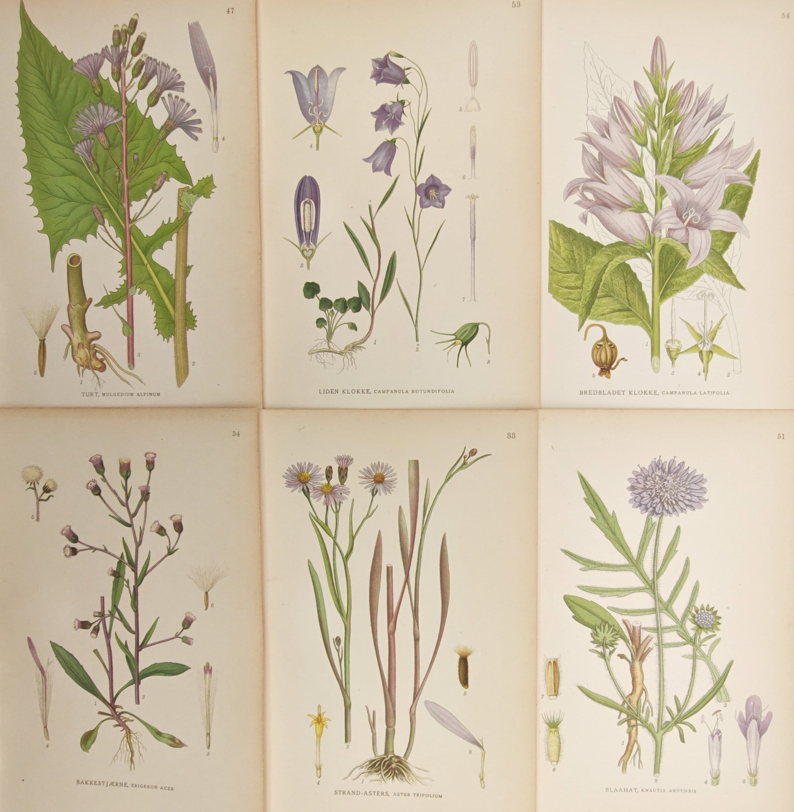 Carl Lindman – Set of 6: Bellflowers, Field Scabious, Sea Aster, and Alpine Thistle – (1 of 2)
