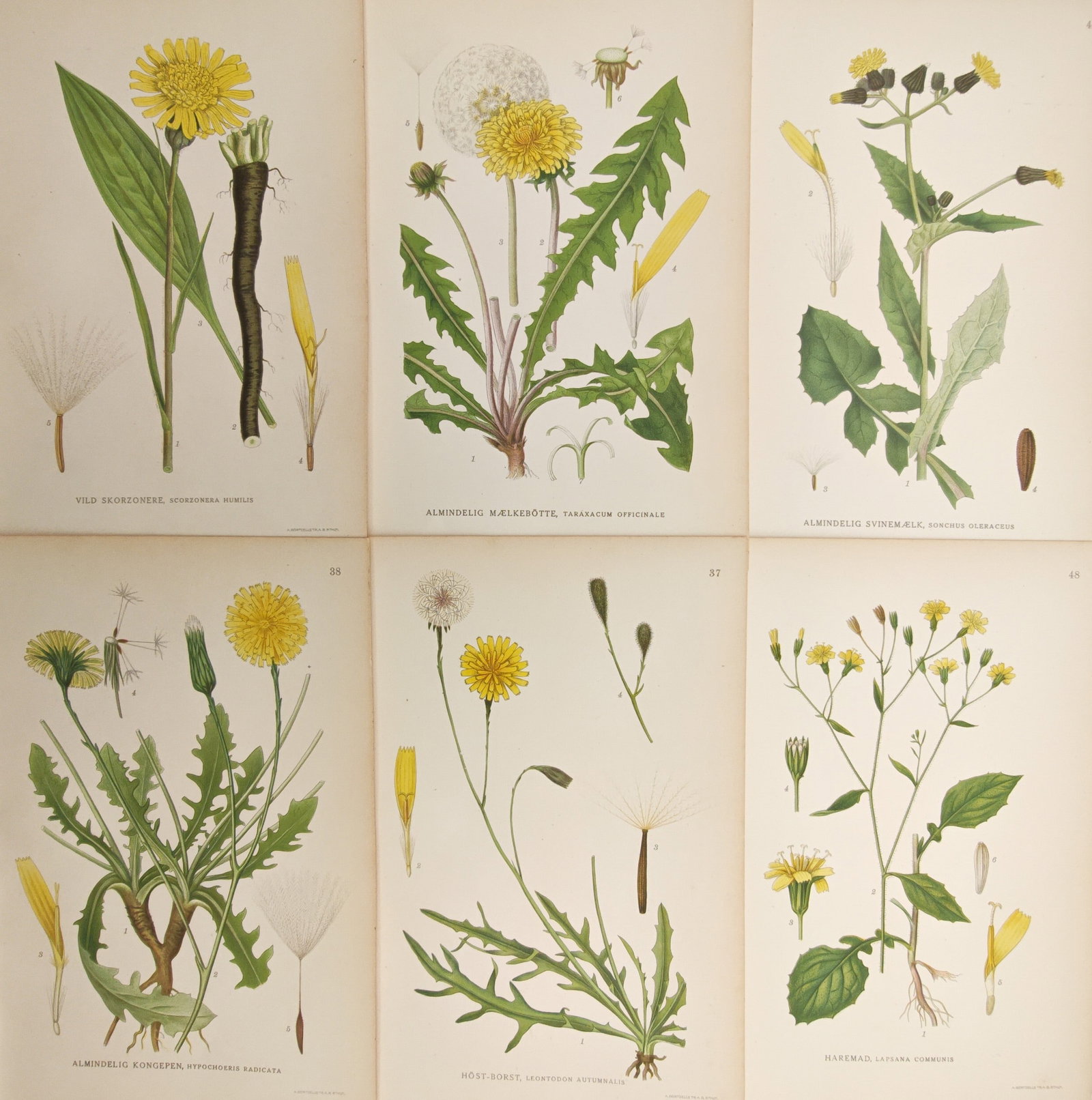 Carl Lindman – Set of 6: Dandelions, Hawkbits, Sow-Thistles, and Viper's Grass – Lithographs: "Studies of Dandelions, Hawkbits, Sow-Thistles, and Viper's Grass" presents a suite of botanical plates illustrating flowering yellow composites, basal rosettes, pappus seedheads, and dissected floral
