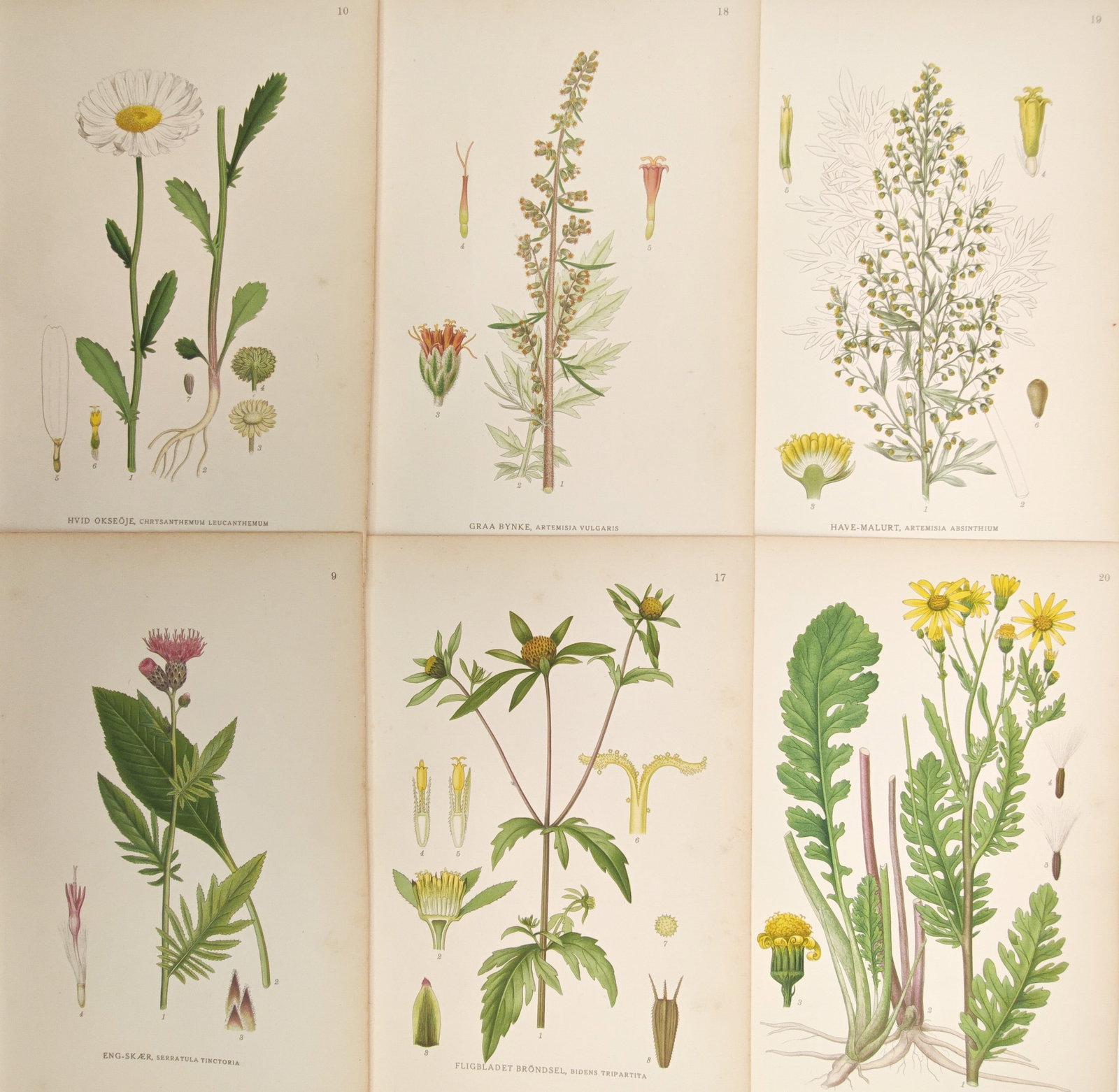Carl Lindman – Set of 6: Oxeye Daisy, Mugwort, Wormwood, Ragwort, and Beggarticks – Lithographs (1 of 2)