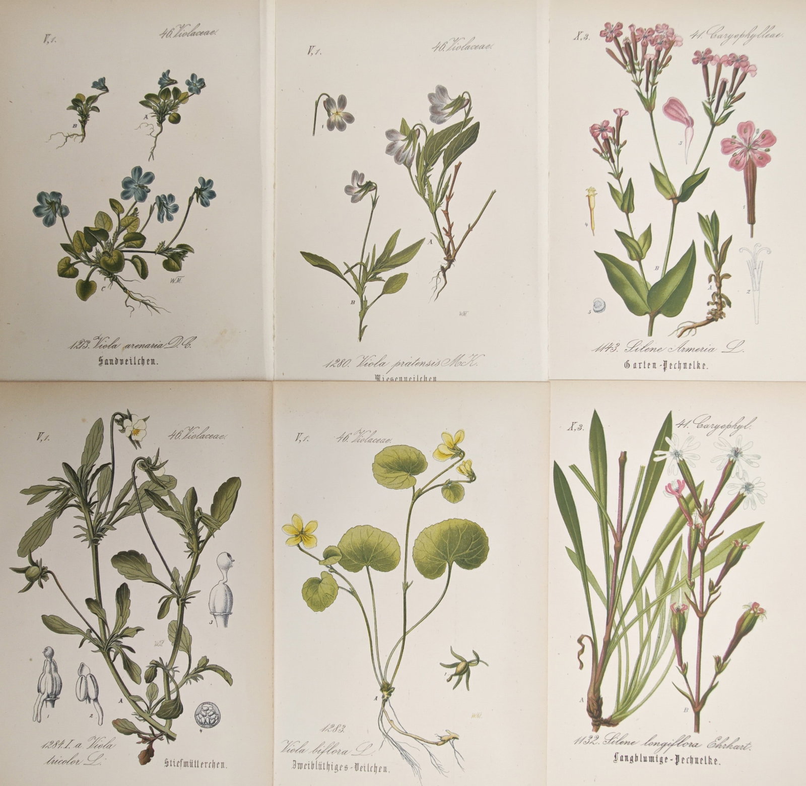 Carl Hoffmann – Set of 6: Violets, Pansies, and Campions – Lithographs (19th Century) (1 of 2)