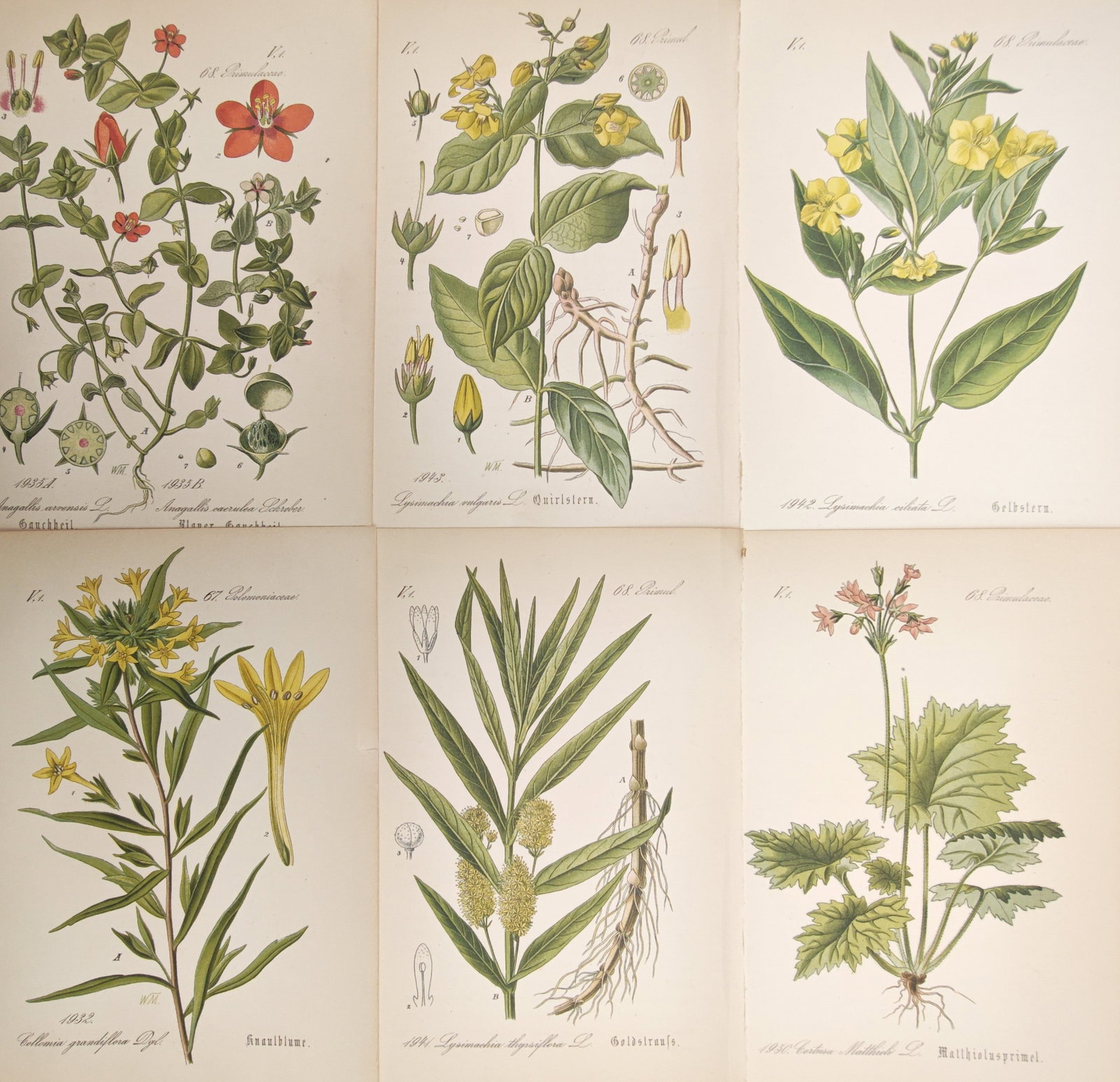 Carl Hoffmann – Set of 6: Scarlet Pimpernel, Loosestrife, and Primroses – Lithographs (19th (1 of 1)