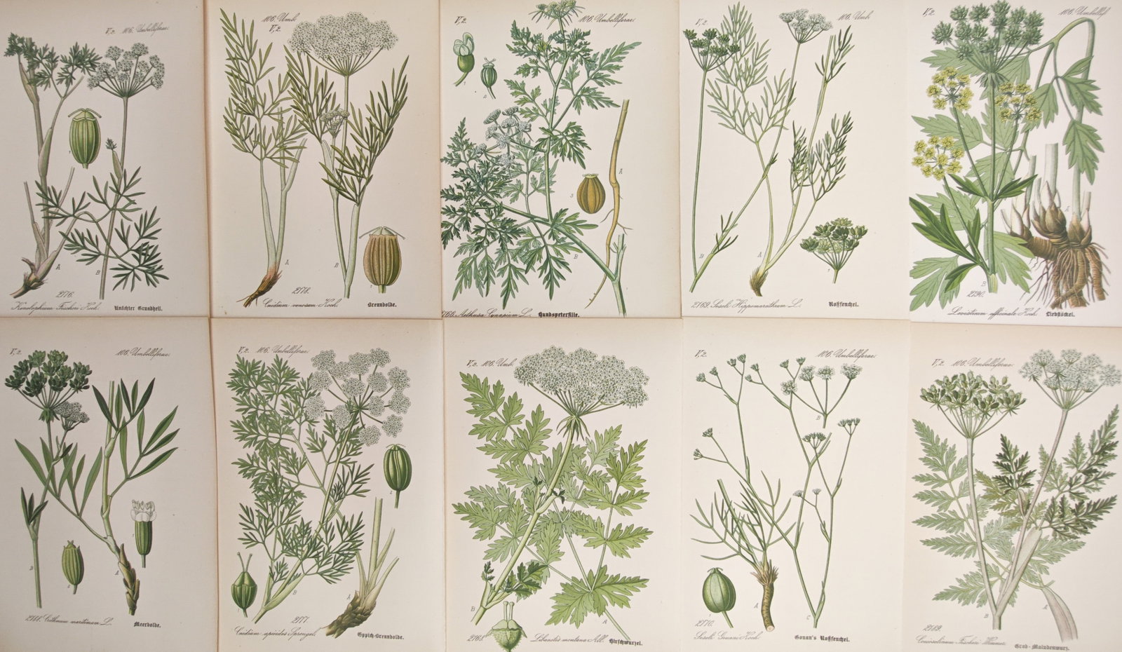 Carl Hoffmann – Set of 10: Umbellifers, Lovage, Fool's Parsley, and Apiaceae Flora – Lithographs: "Studies of Umbellifers, Lovage, Fool's Parsley, and Apiaceae Flora" presents a comprehensive suite of botanical plates illustrating flowering umbels, compound foliage, taproots, and dissected seed st
